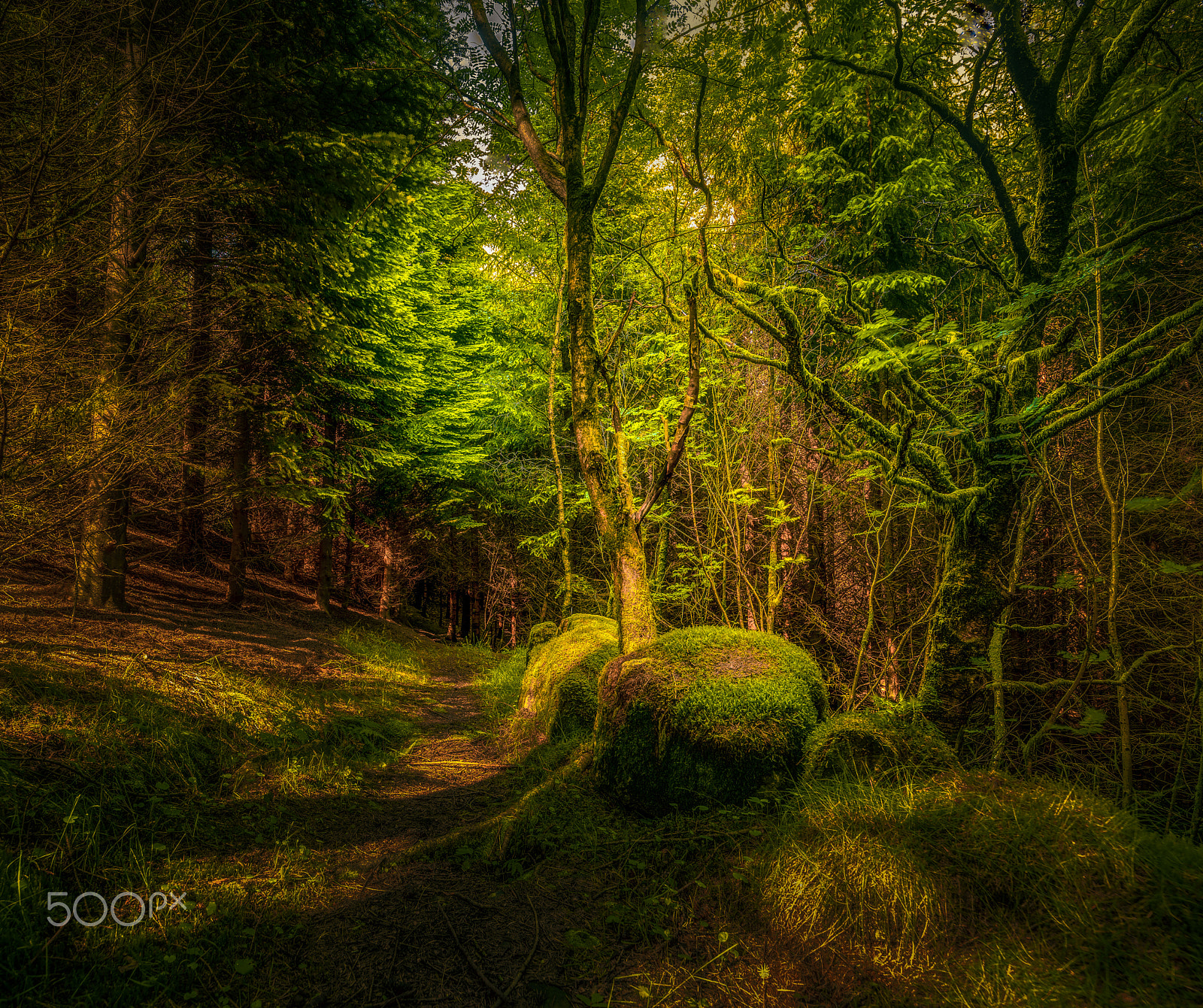 Canon EF 300mm f/2.8L sample photo. Forest photography