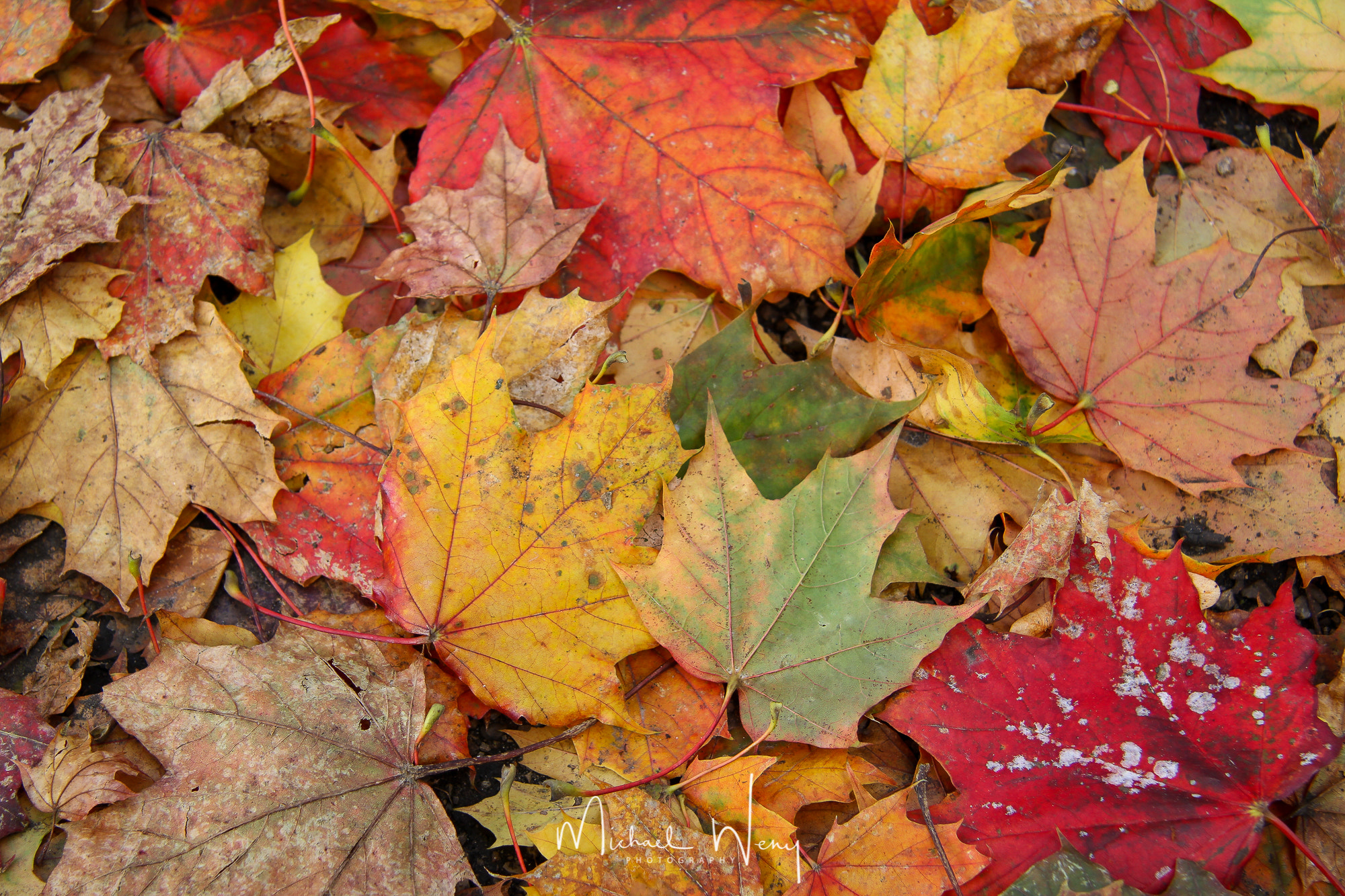 Canon EF-S 17-85mm F4-5.6 IS USM sample photo. Foliage photography