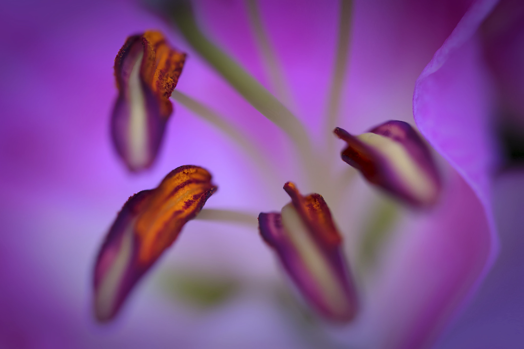 Canon EF 100mm F2.8 Macro USM sample photo. My oh my photography