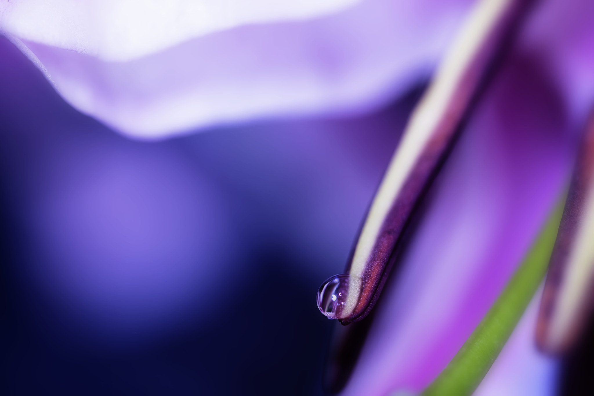Canon EOS 5DS R + Canon EF 100mm F2.8 Macro USM sample photo. Soothe photography