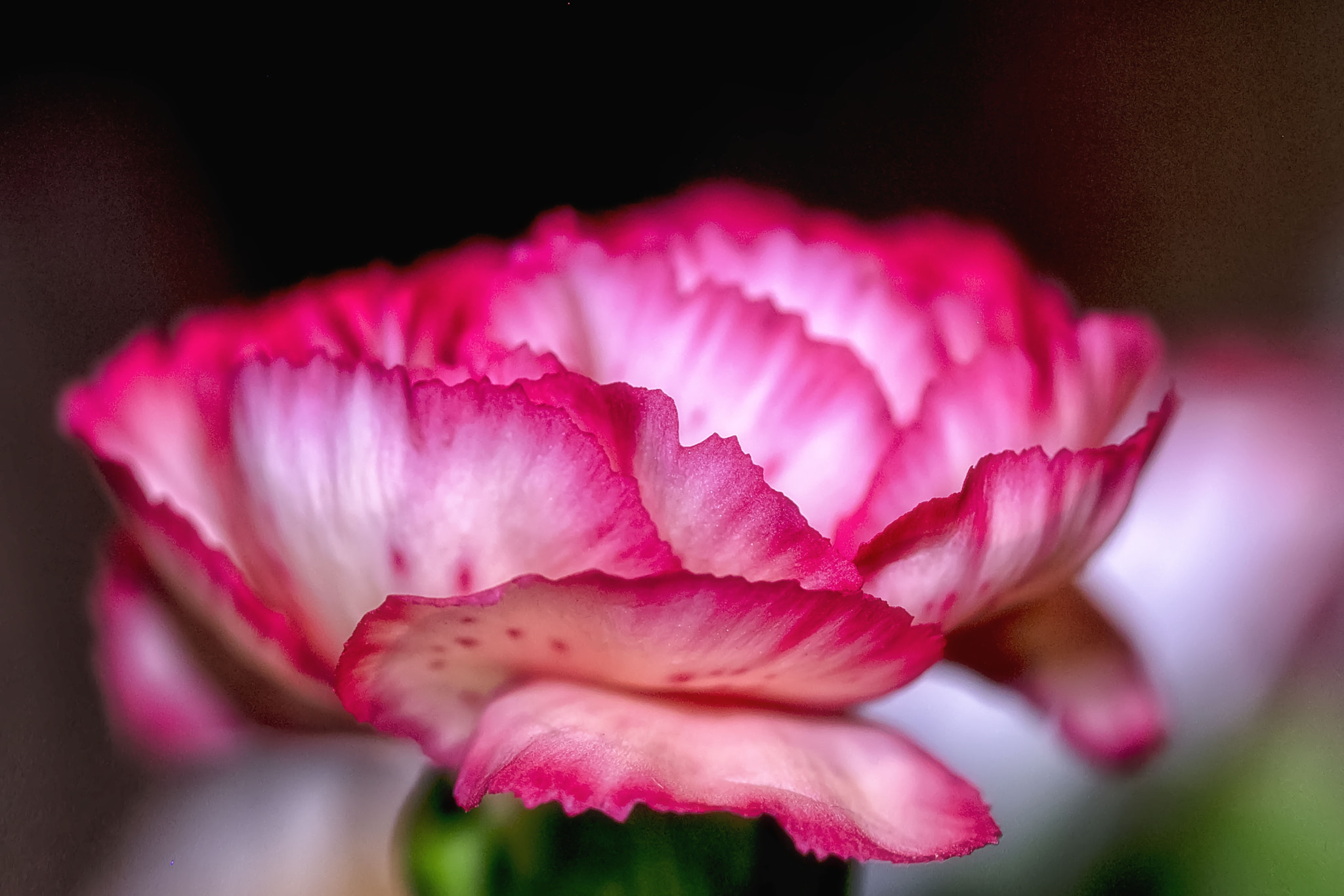 Canon EF 100mm F2.8 Macro USM sample photo. Friday photography