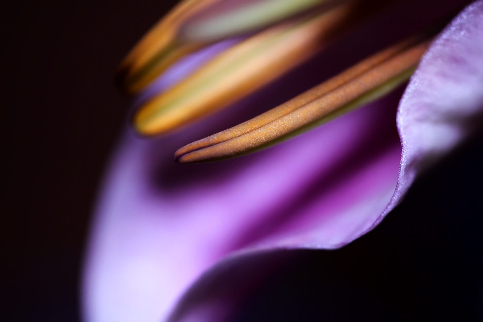 Canon EOS 5DS R + Canon EF 100mm F2.8 Macro USM sample photo. Sweet surrender photography