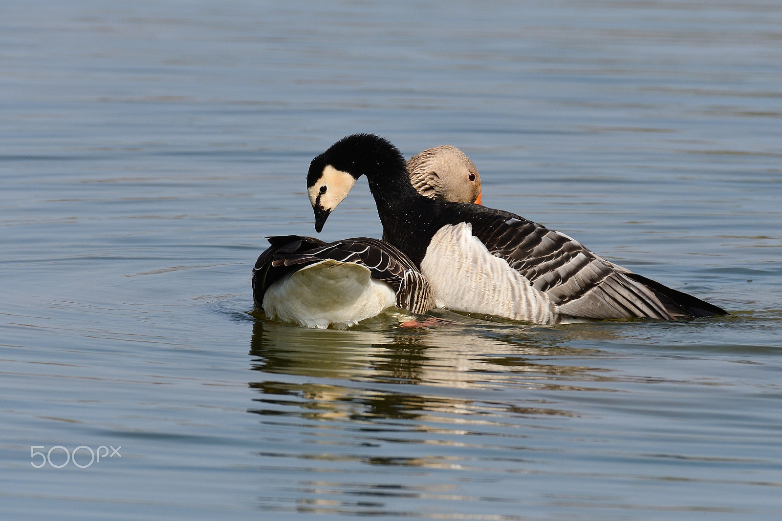 Sigma 150-600mm F5-6.3 DG OS HSM | S sample photo. Ops !!! photography