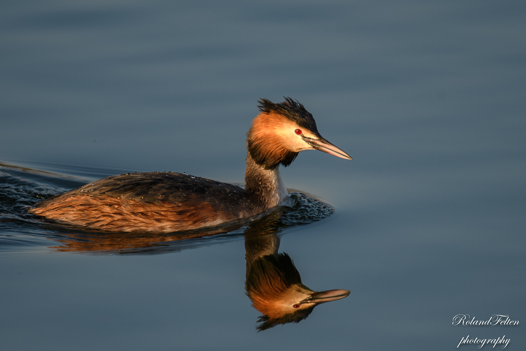 Nikon AF-S Nikkor 600mm F4G ED VR sample photo. Grebe in the evening sun photography