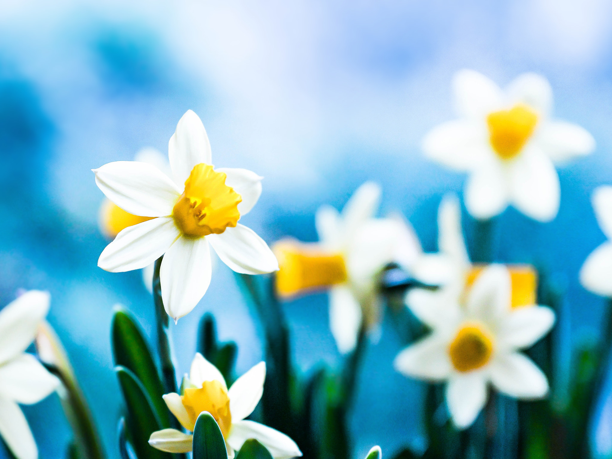 Olympus OM-D E-M5 II + Sigma 60mm F2.8 DN Art sample photo. Daffodil photography