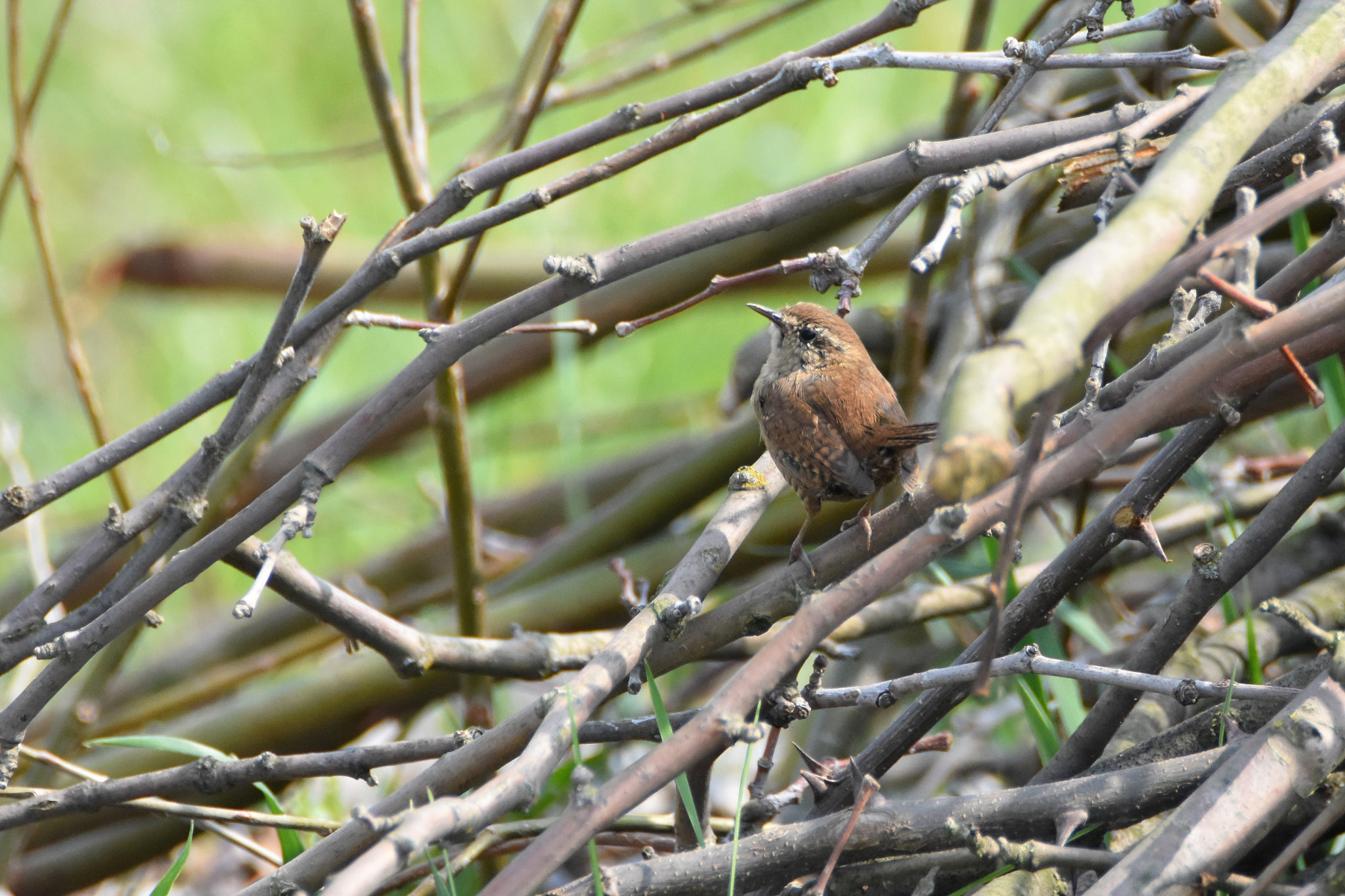 Nikon D7200 sample photo. Wren - in the new headquarter photography