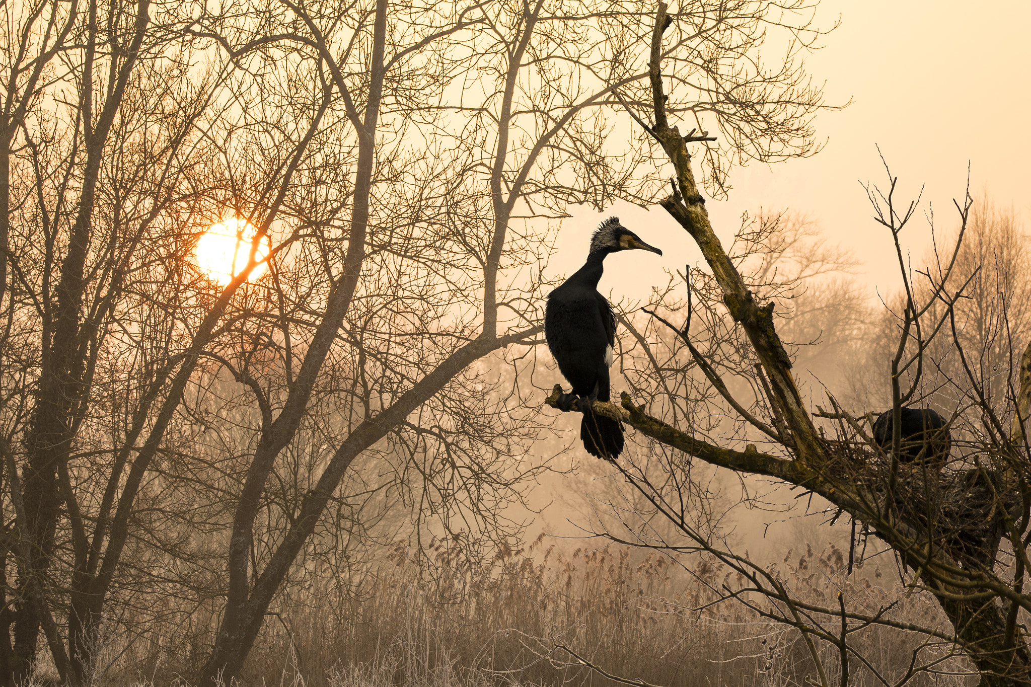 150-600mm F5-6.3 DG OS HSM | Contemporary 015 sample photo. Cormorans au lever du soleil alsacien photography
