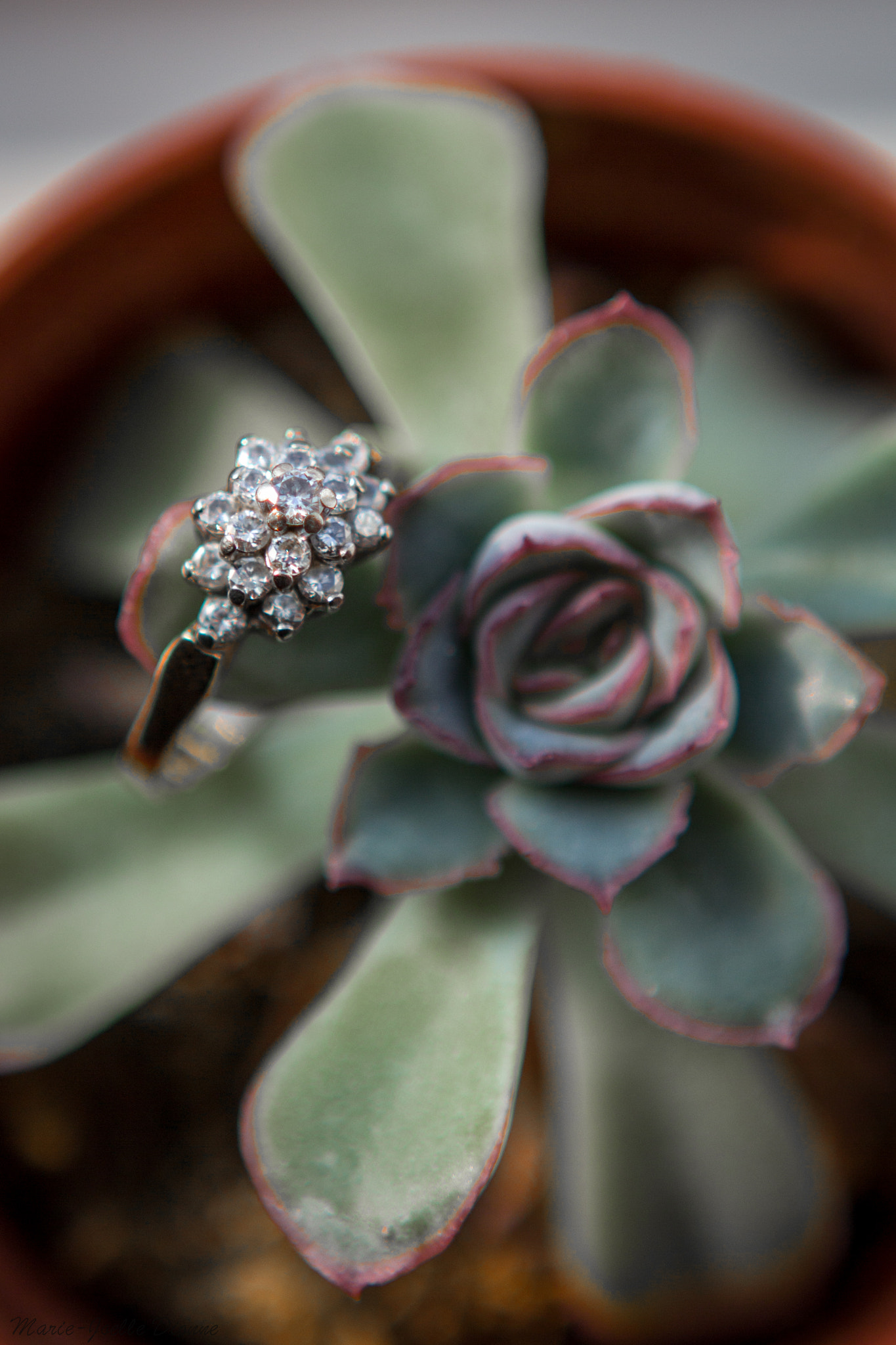 Canon EOS 60D + Canon EF 24-70mm F2.8L USM sample photo. Ring and cactus 2 photography