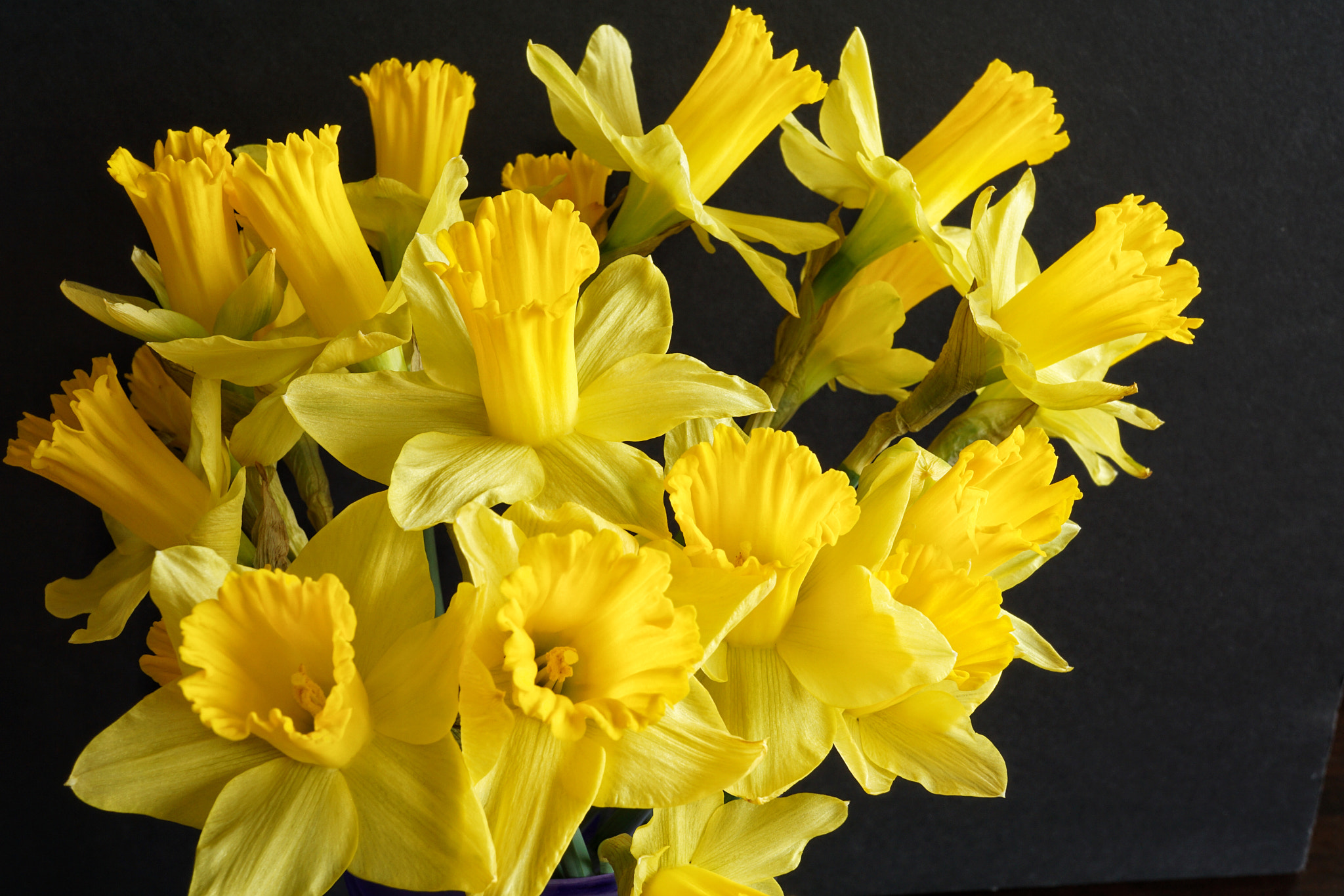 Sony E 30mm F3.5 sample photo. Daffodils galore photography