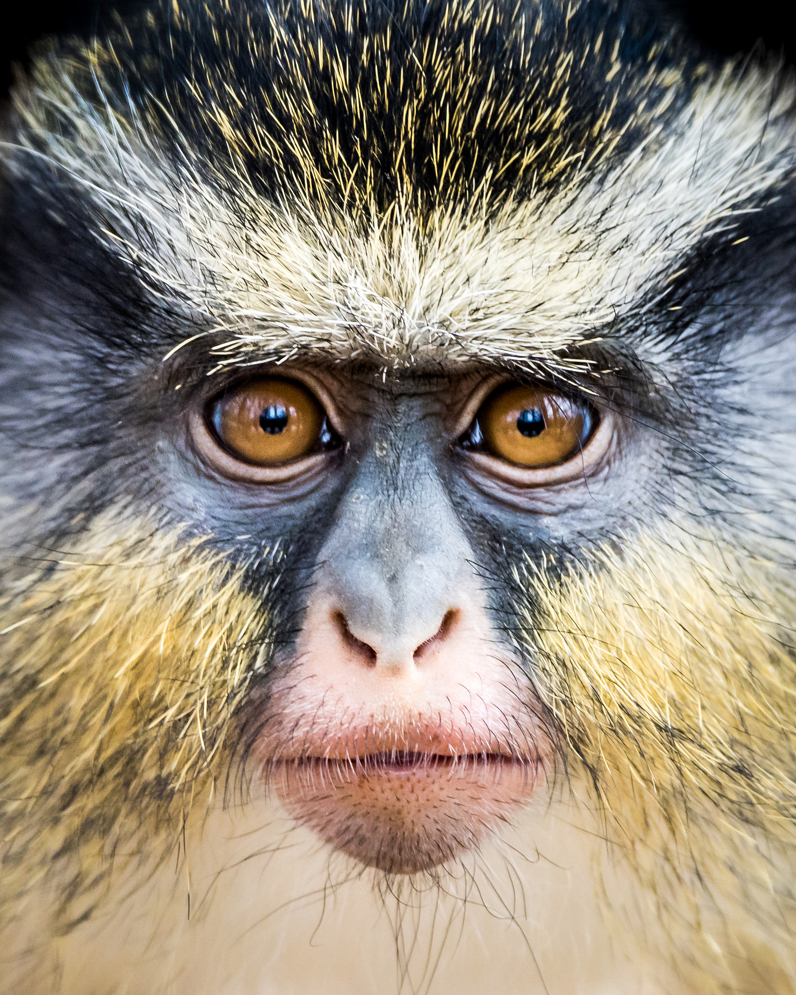 Nikon D810 sample photo. Wolf's guenon ii photography