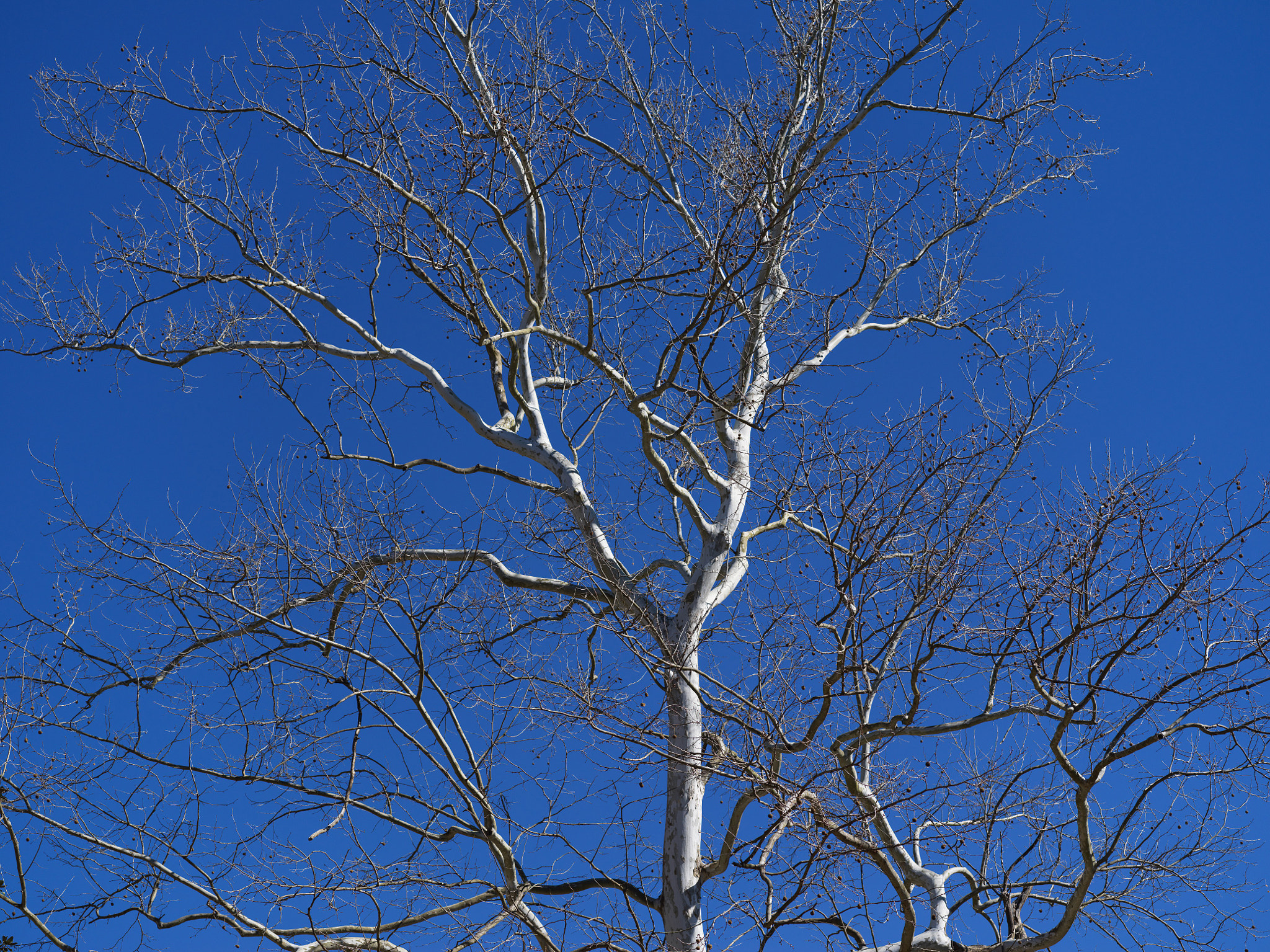 Hasselblad XCD 90mm F3.2 sample photo. Poplar tree photography