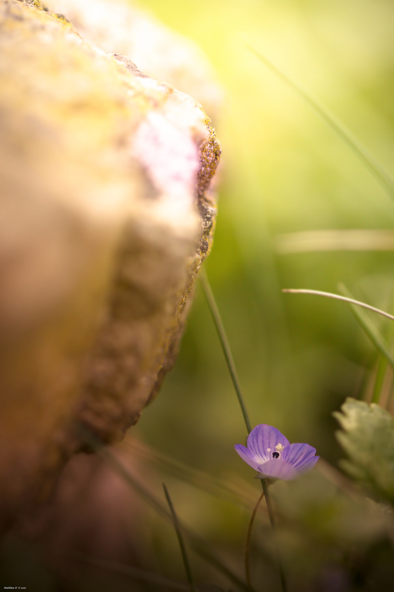 Canon EF 100mm F2.8L Macro IS USM sample photo. "au pied du roc" photography
