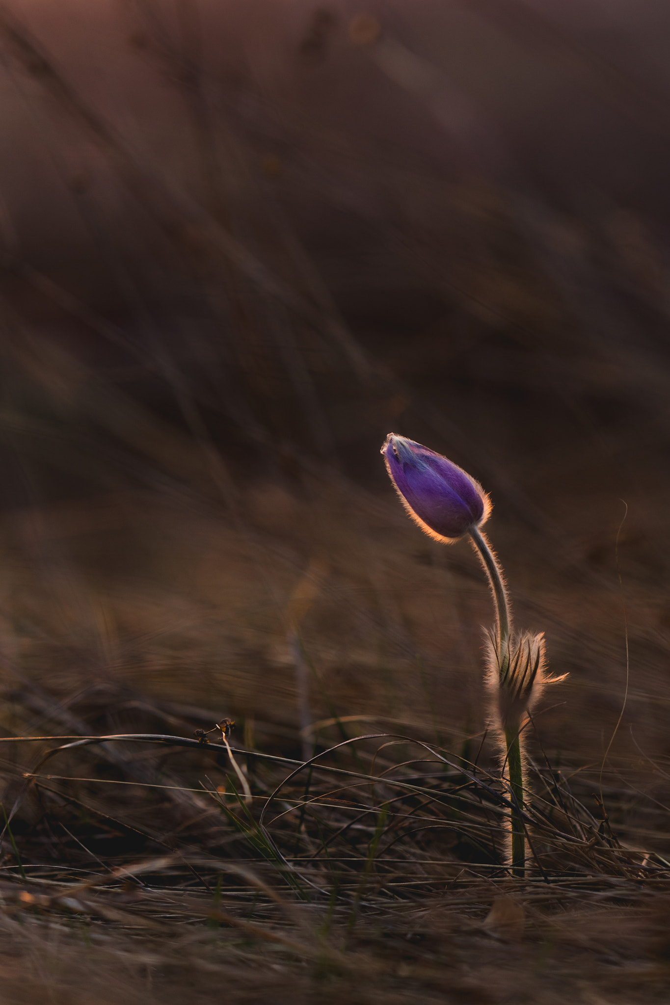 Sony a7 + ZEISS Batis 85mm F1.8 sample photo. Hairyflower photography