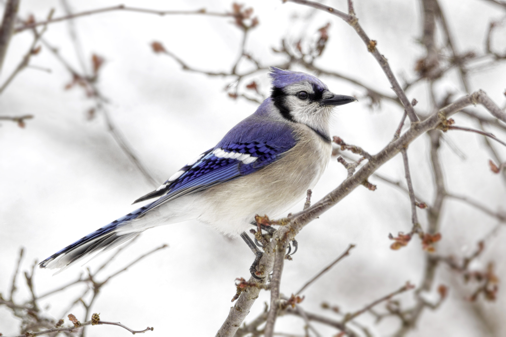 Sony SLT-A65 (SLT-A65V) sample photo. Snow jay photography