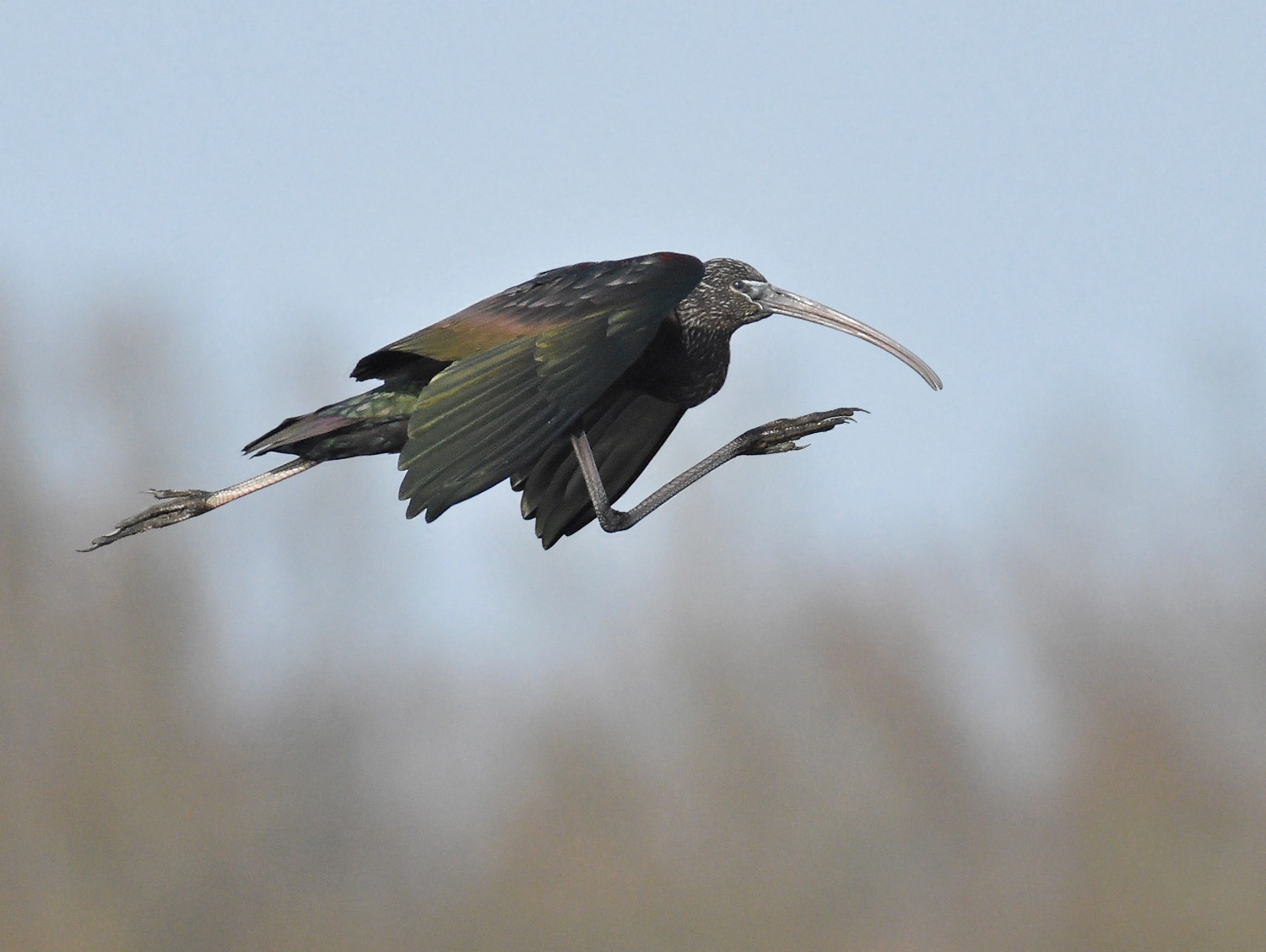 Nikon D7200 + Nikon AF-S Nikkor 300mm F4D ED-IF sample photo. Zwarte ibis, glossy ibis, plegadis falcinellus photography