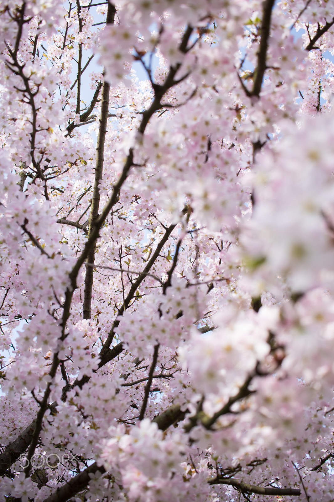 Canon EF-S 24mm F2.8 STM sample photo. Cheery blossom photography