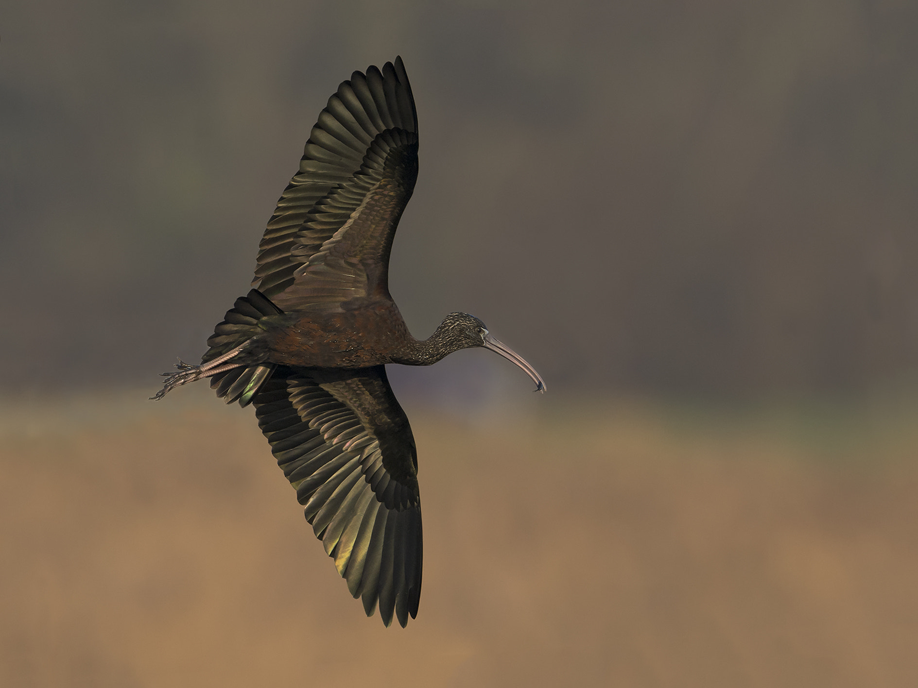 Nikon AF-S Nikkor 500mm F4E FL ED VR sample photo. Zwarte ibis, plegadis falcinellus, glossy ibis photography
