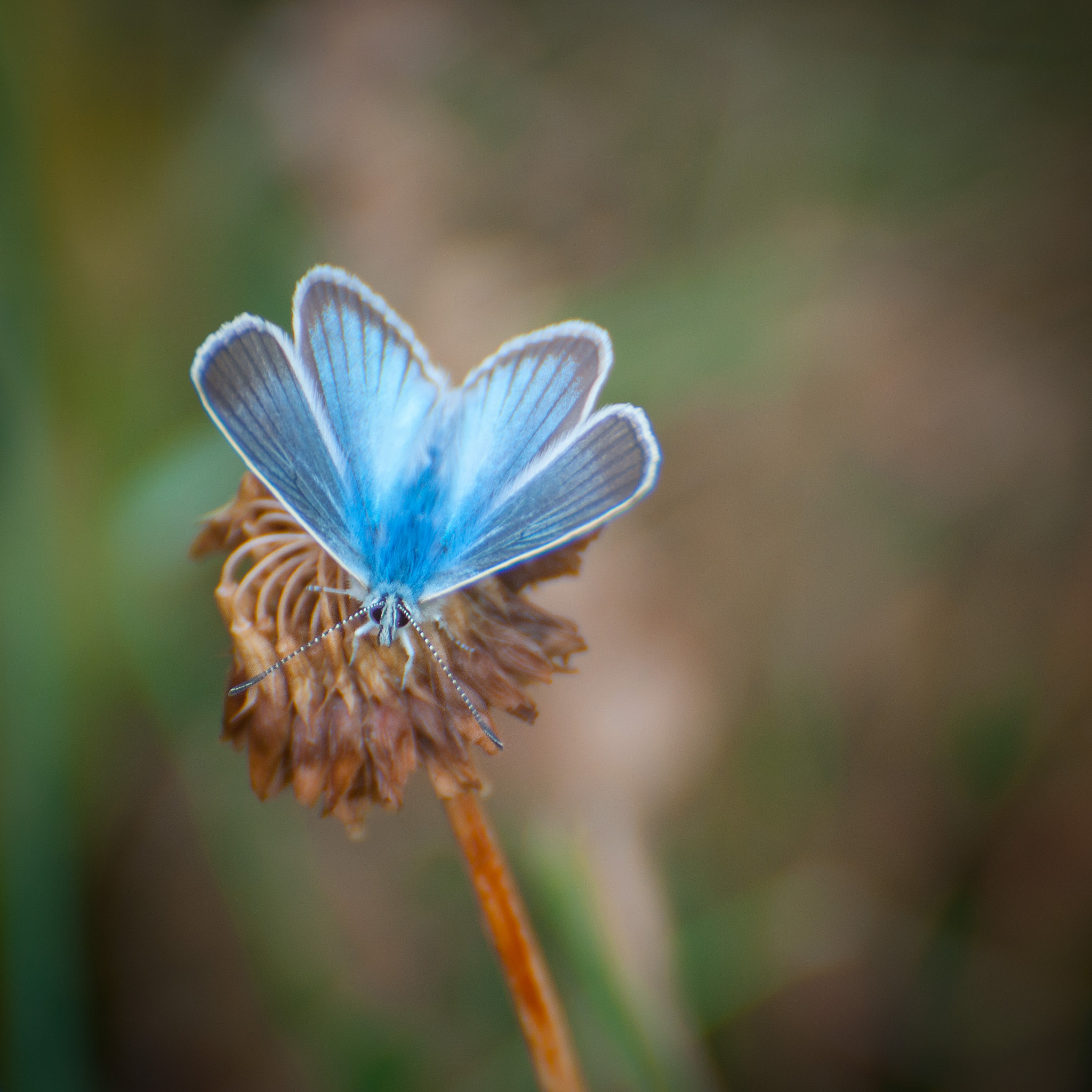 Nikon D90 sample photo. Blue butterfly in alps photography