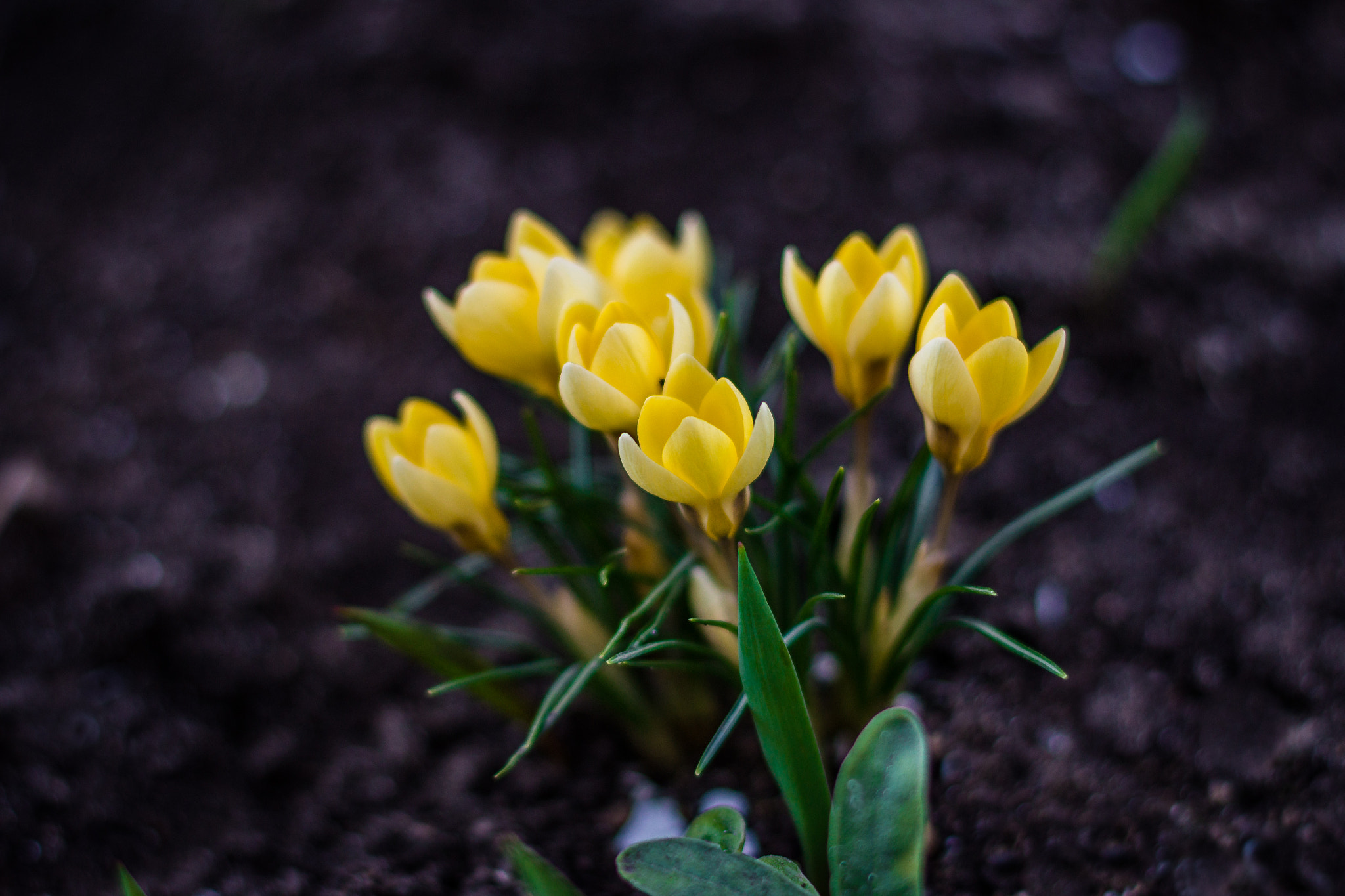 Canon EF 50mm F1.4 USM sample photo. Spring is coming photography