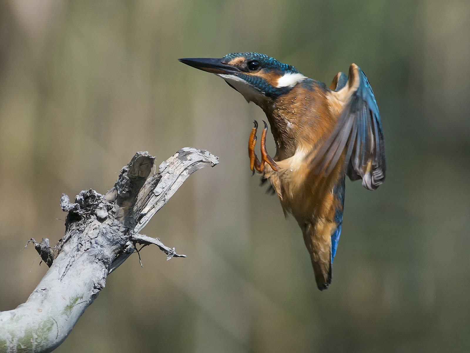 Nikon AF-S Nikkor 300mm F2.8G ED-IF VR sample photo. Ijsvogel, common kingfisher, alcedo atthis photography