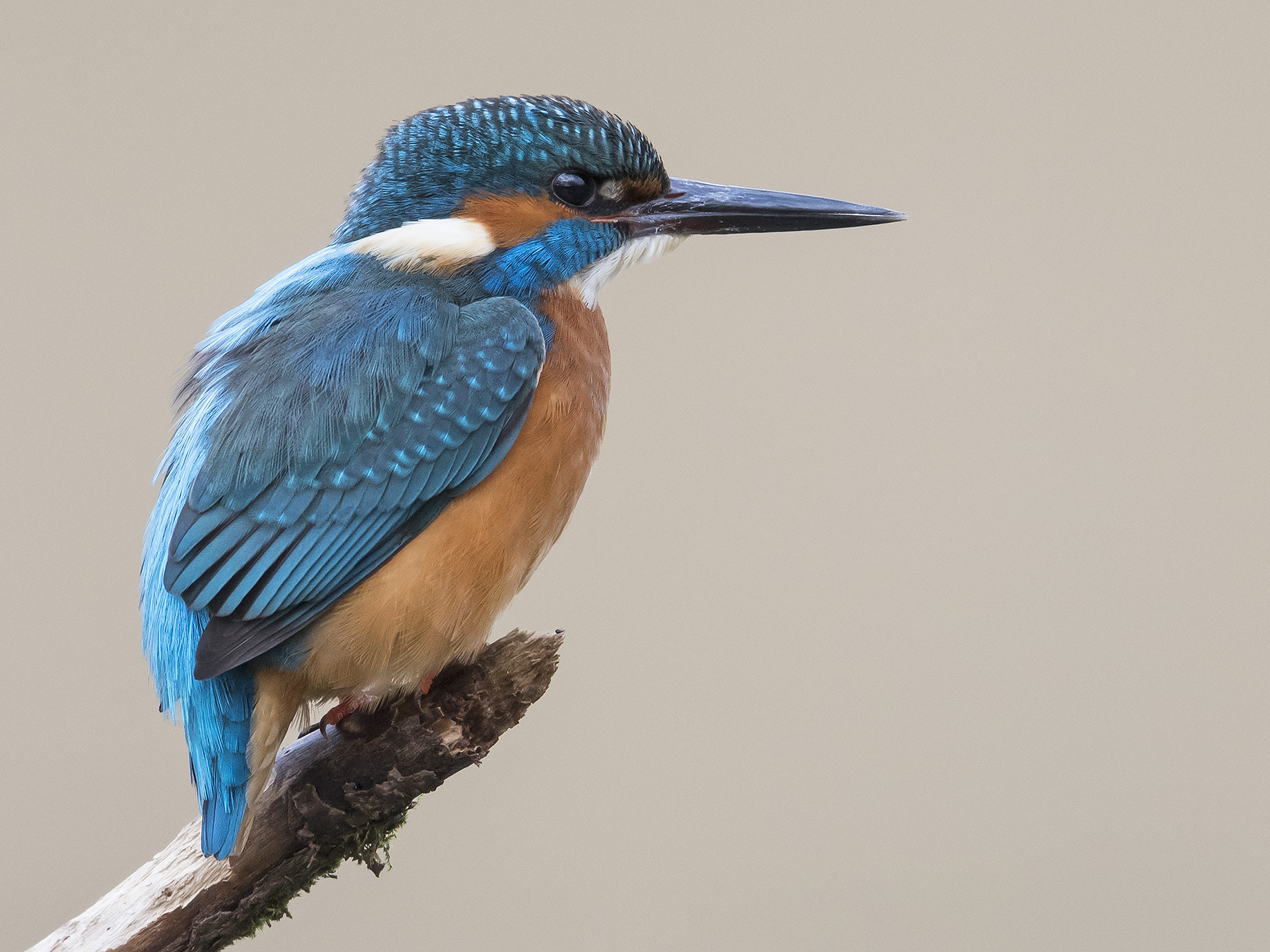 Nikon AF-S Nikkor 500mm F4E FL ED VR sample photo. Ijsvogel, common kingfisher, alcedo atthis photography