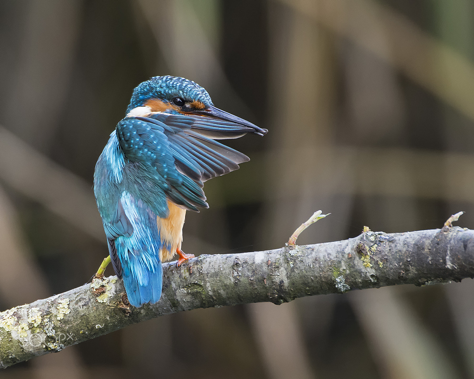 Nikon AF-S Nikkor 600mm F4G ED VR sample photo. Ijsvogel; kingfisher, alcedo atthis photography