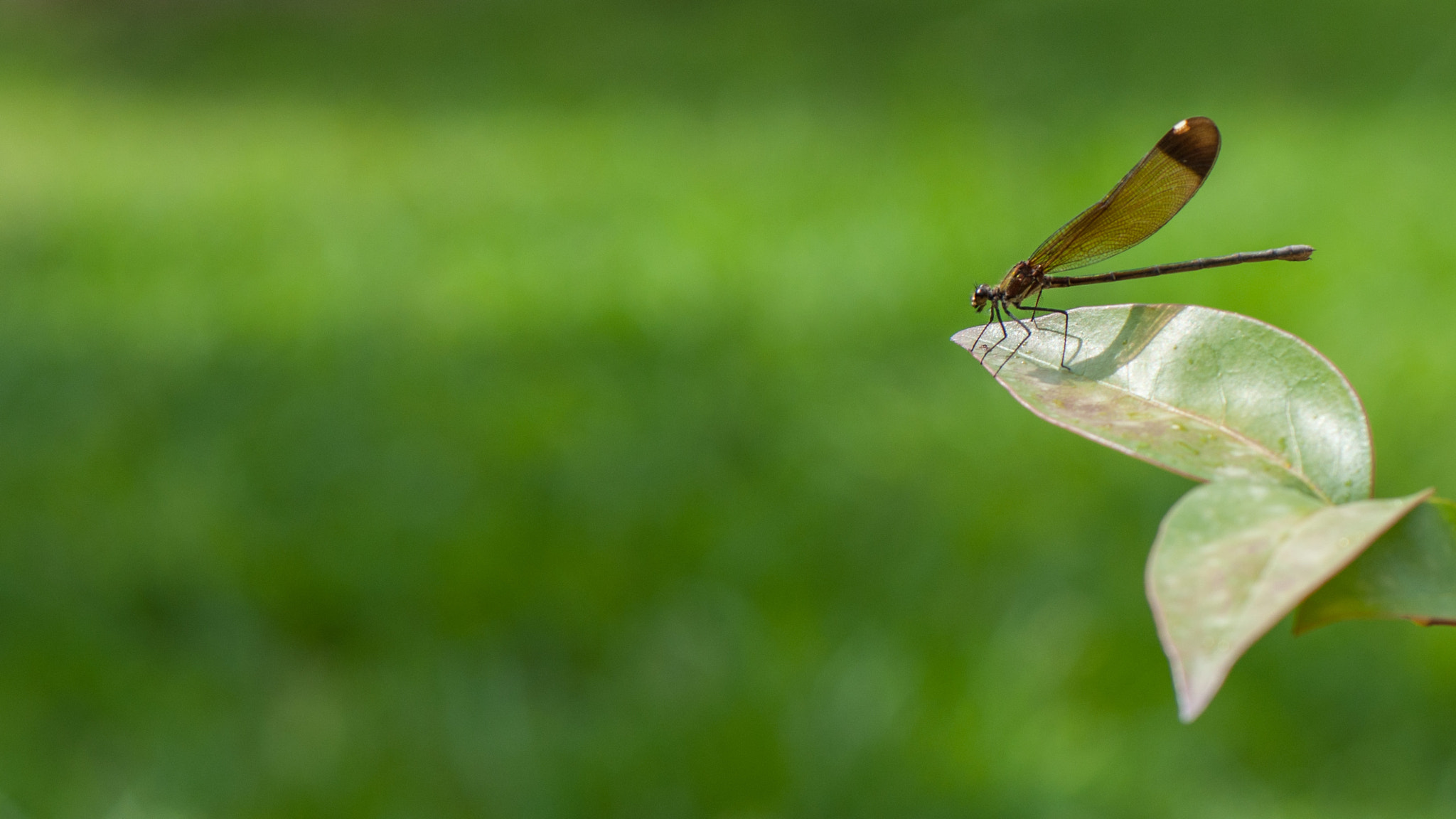 Nikon AF-S Micro-Nikkor 105mm F2.8G IF-ED VR sample photo. Dragonfly on plant photography