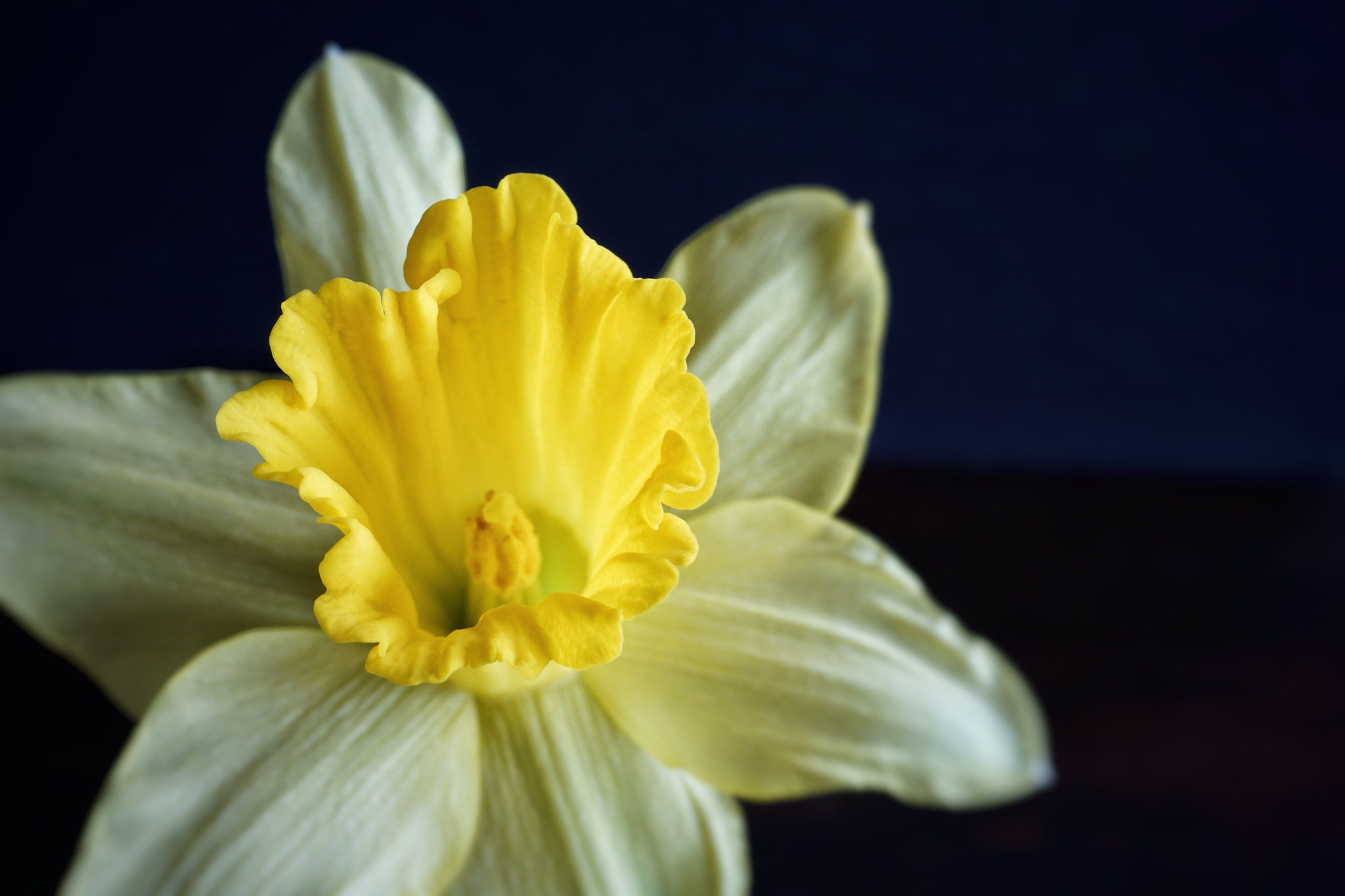 Sony a6000 sample photo. Daffodil macro photography