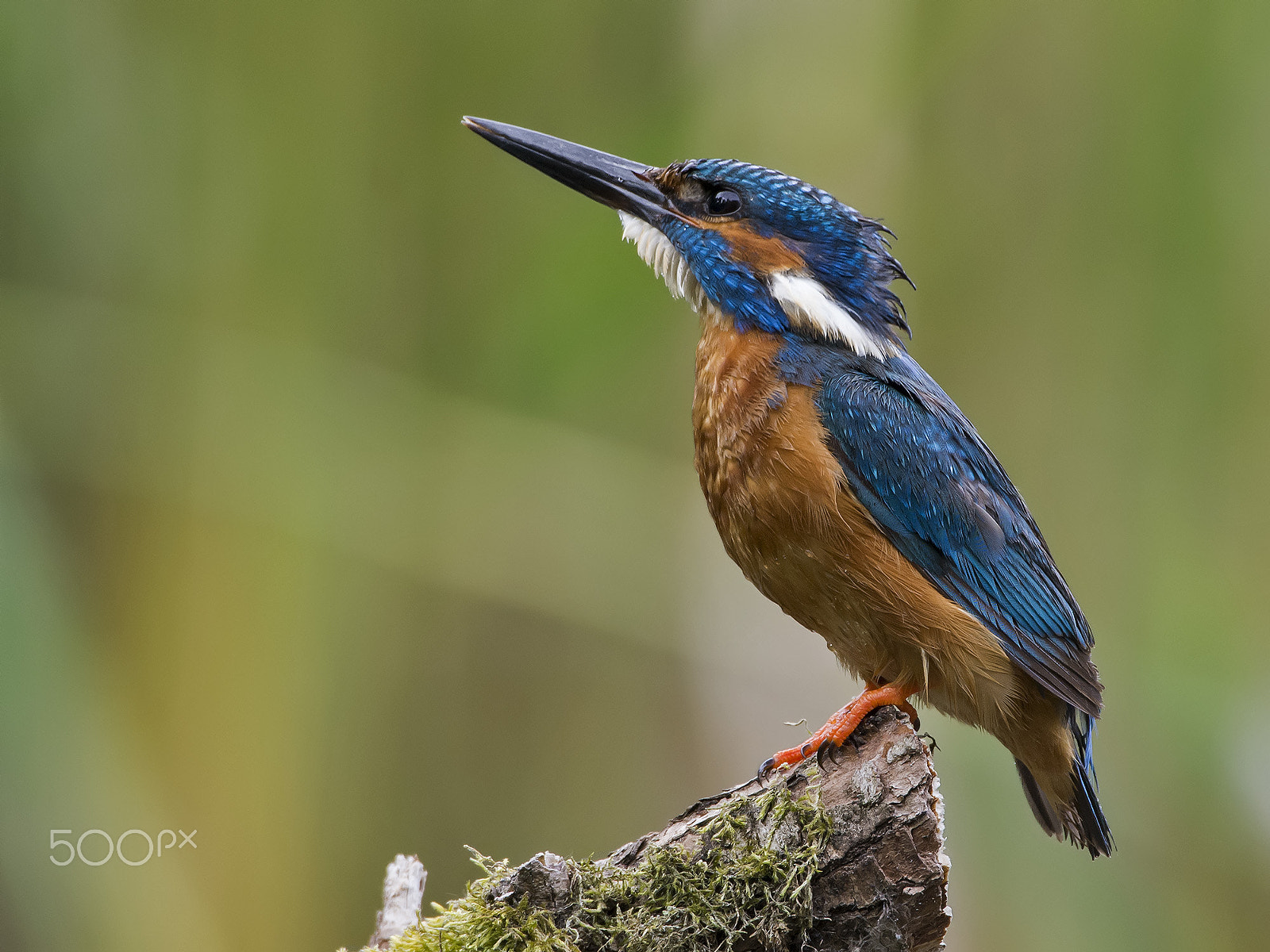 Nikon AF-S Nikkor 600mm F4G ED VR sample photo. Alcedo atthis, ijsvogel, kingfisher, alcedo atthis photography