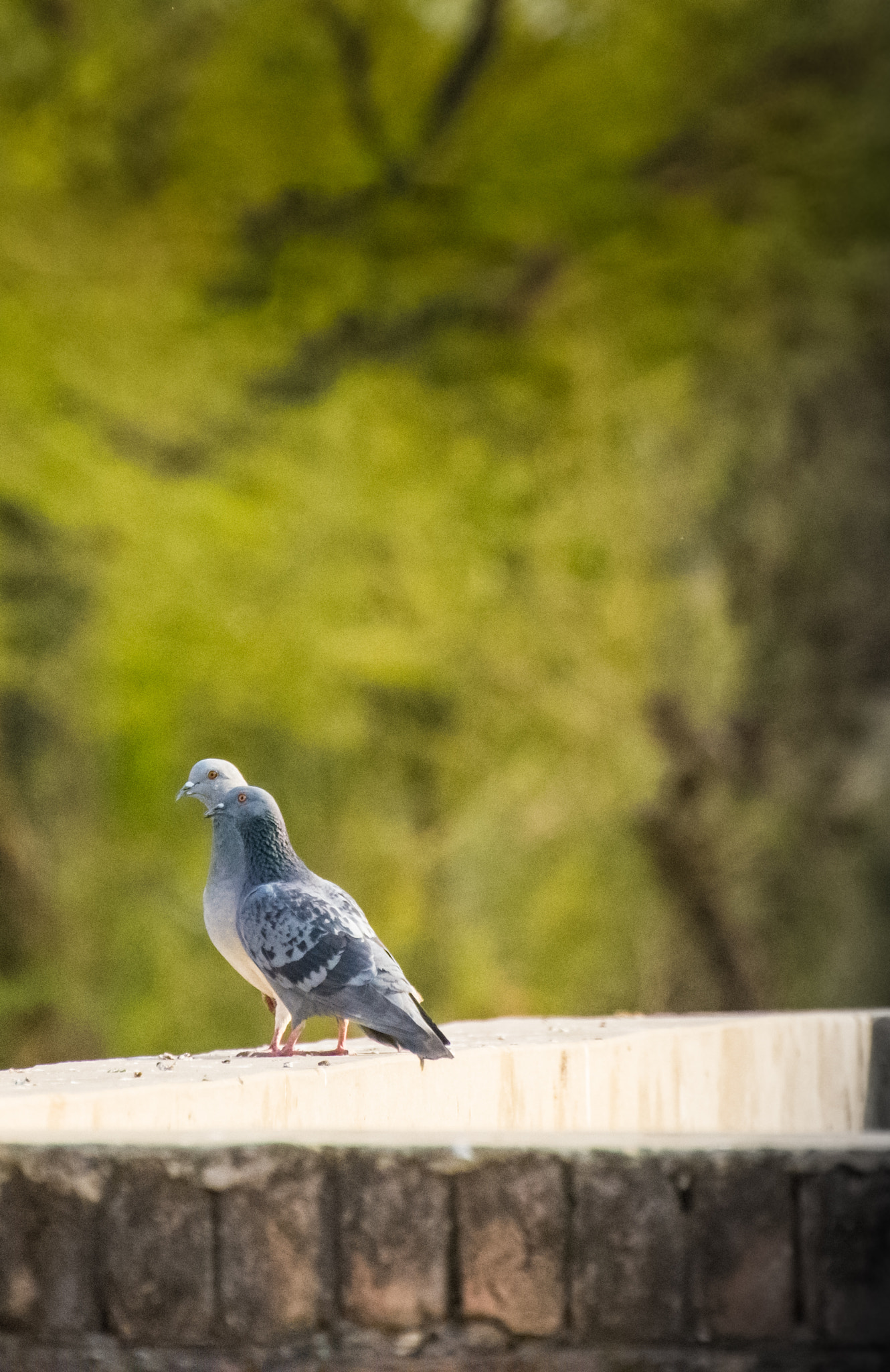 Nikon D7200 sample photo. Pigeon pair photography