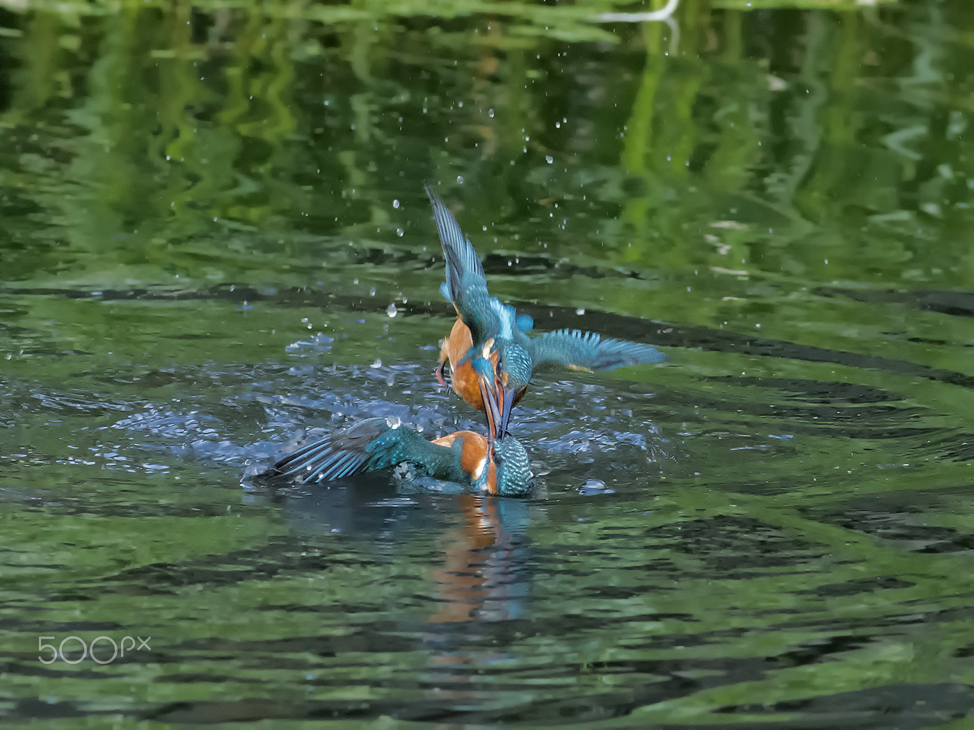Nikon AF-S Nikkor 300mm F2.8G ED-IF VR sample photo. Alcedo atthis, ijsvogel, kingfisher photography
