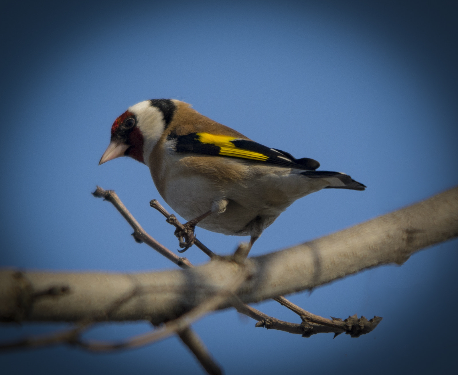 Sigma 150-500mm F5-6.3 DG OS HSM sample photo. Curious photography