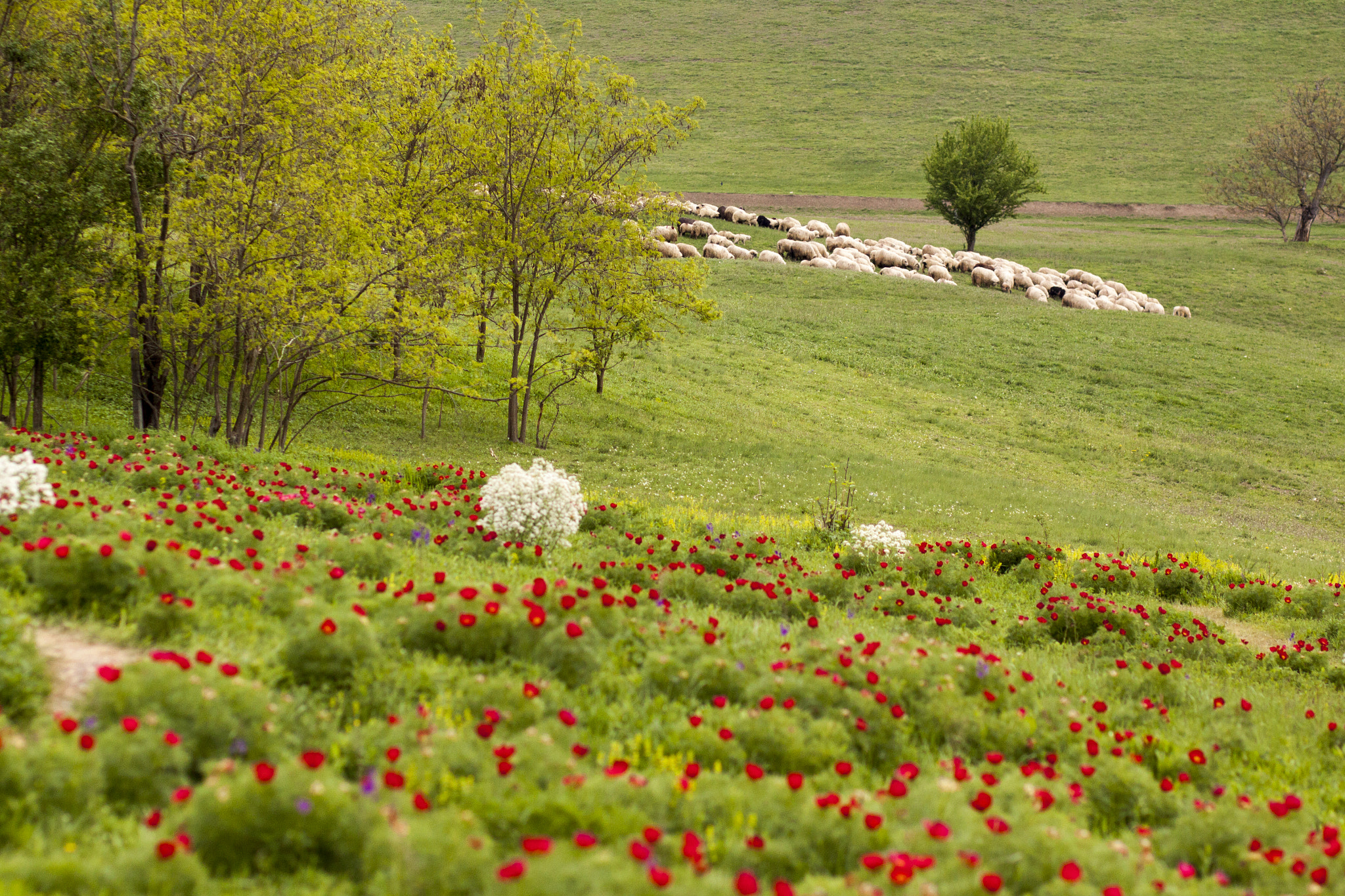 Canon EOS 50D + Canon EF 85mm F1.8 USM sample photo. Sheep/flowers photography