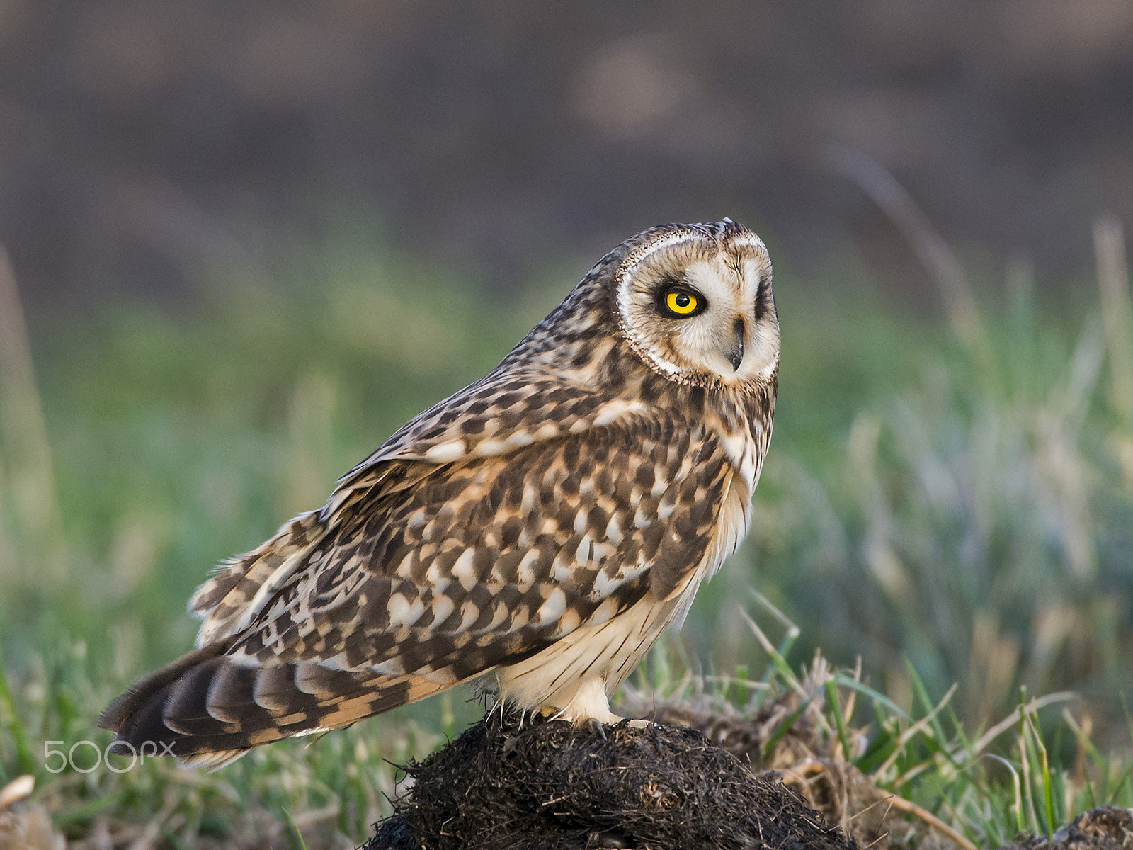 Nikon D800 + Nikon AF-S Nikkor 600mm F4G ED VR sample photo. Velduil, short-eared owl, asio flammeus photography