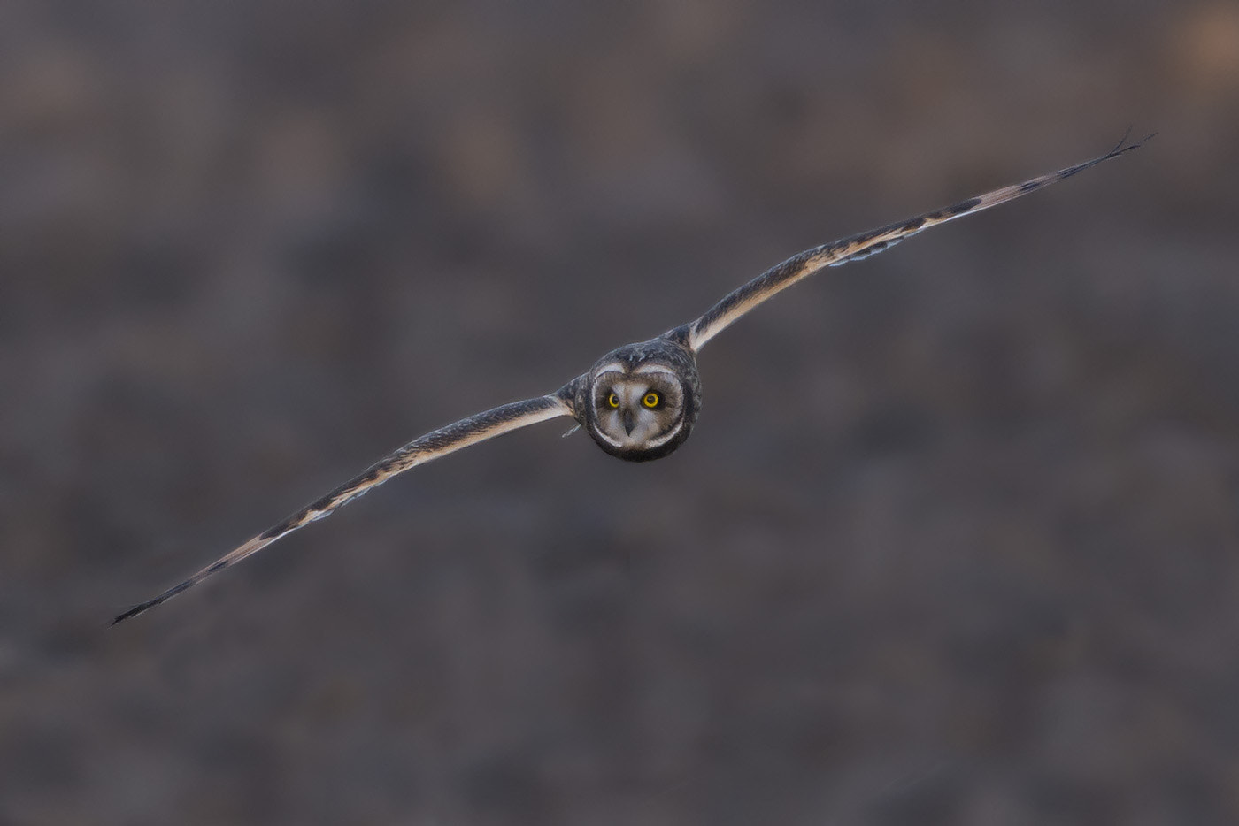 Nikon D800 + Nikon AF-S Nikkor 600mm F4G ED VR sample photo. Velduil, short-eared owl, asio flammeus photography