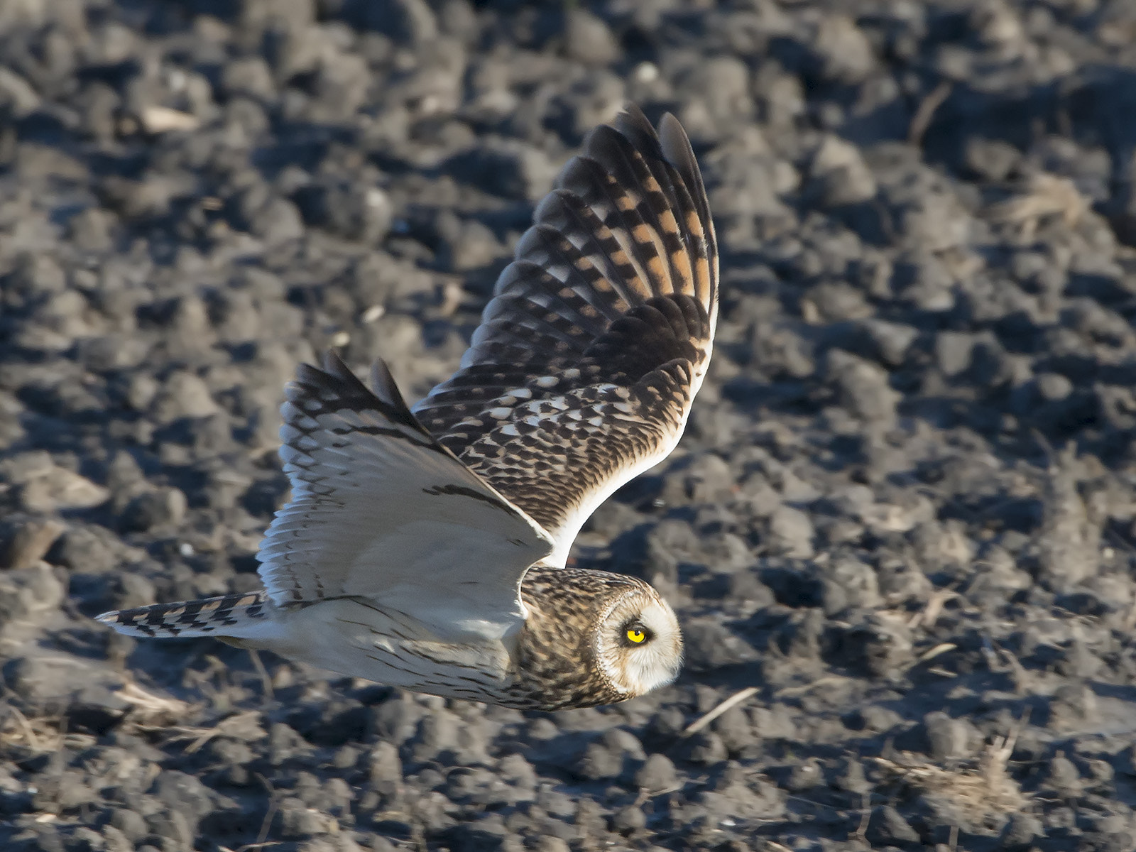 Nikon D800 + Nikon AF-S Nikkor 600mm F4G ED VR sample photo. Velduil, asio flammeus, short-eared owl photography