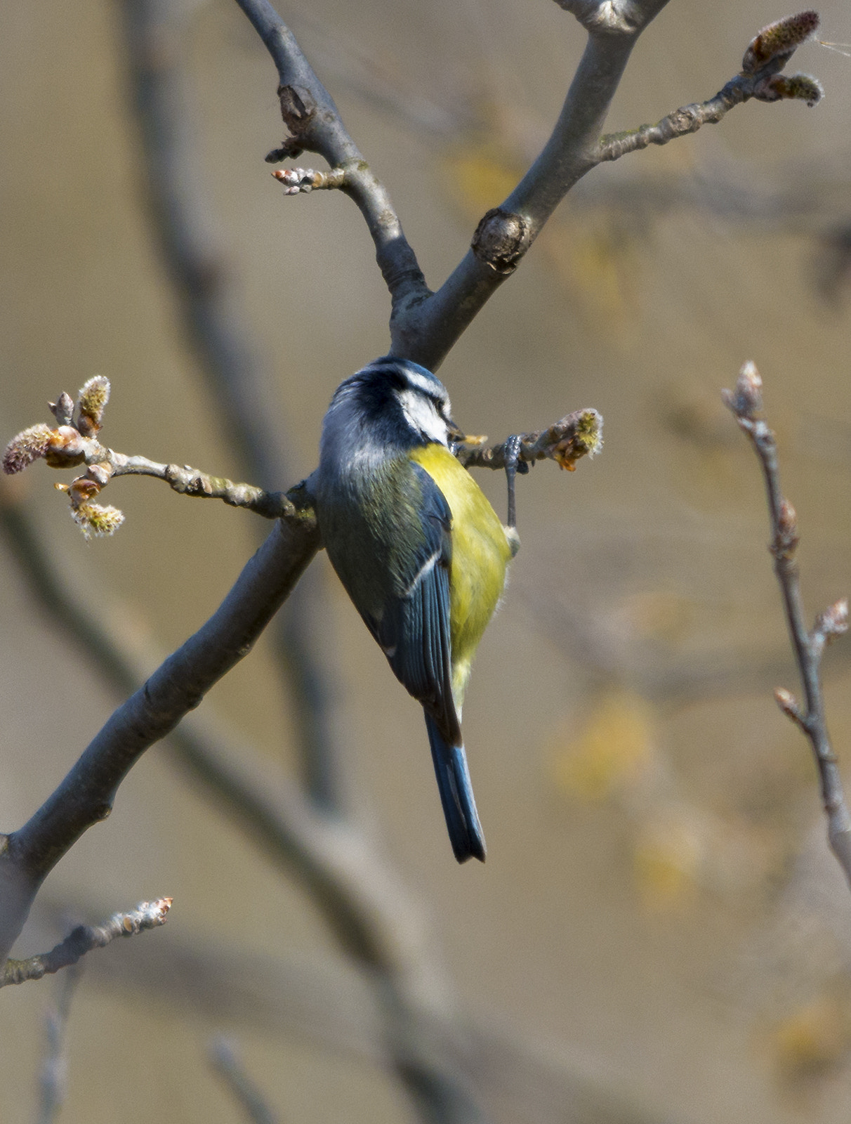 Sigma 150-500mm F5-6.3 DG OS HSM sample photo. Pull-up photography