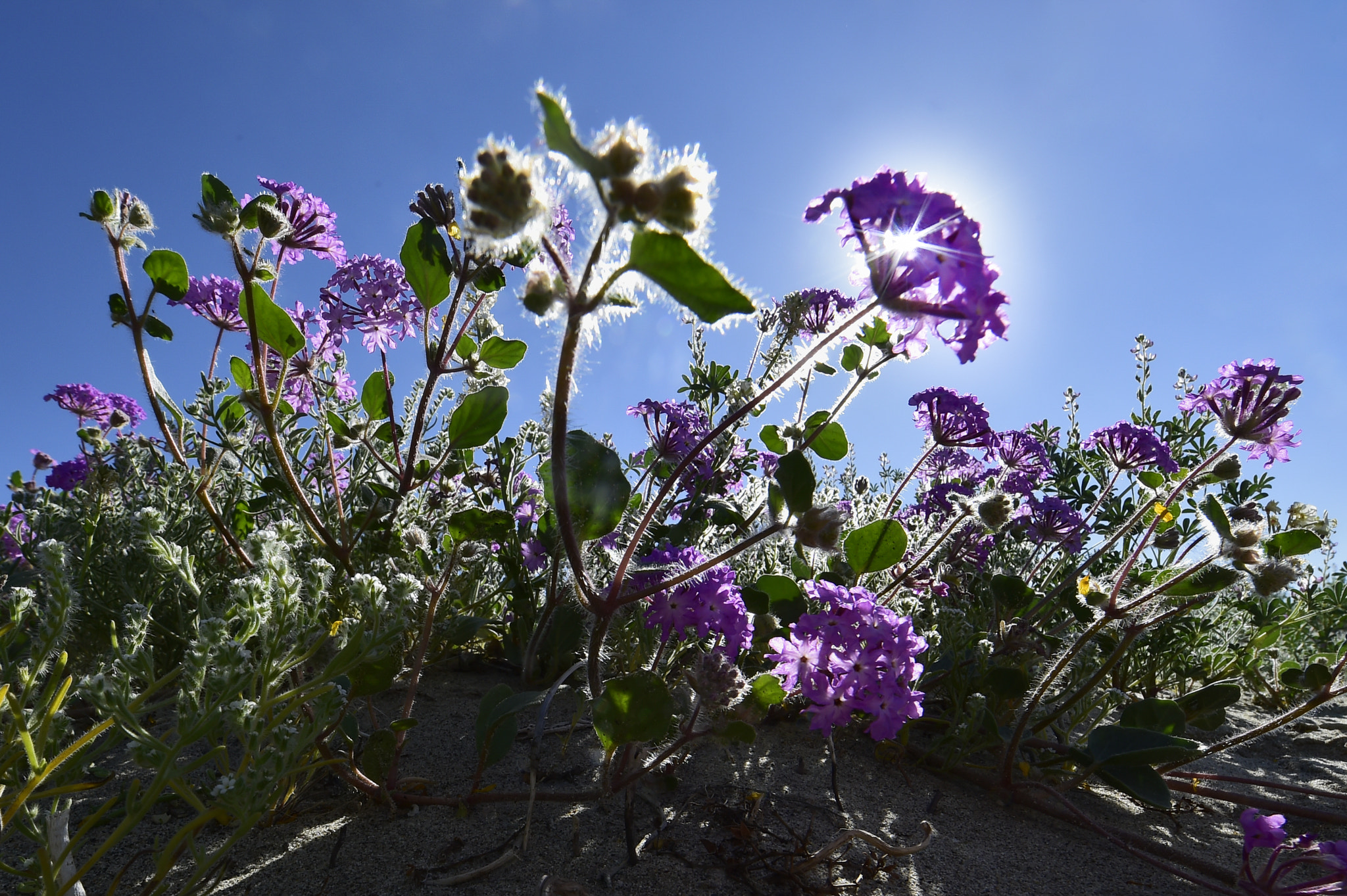 Nikon AF-S Nikkor 14-24mm F2.8G ED sample photo. Borrego flowers photography