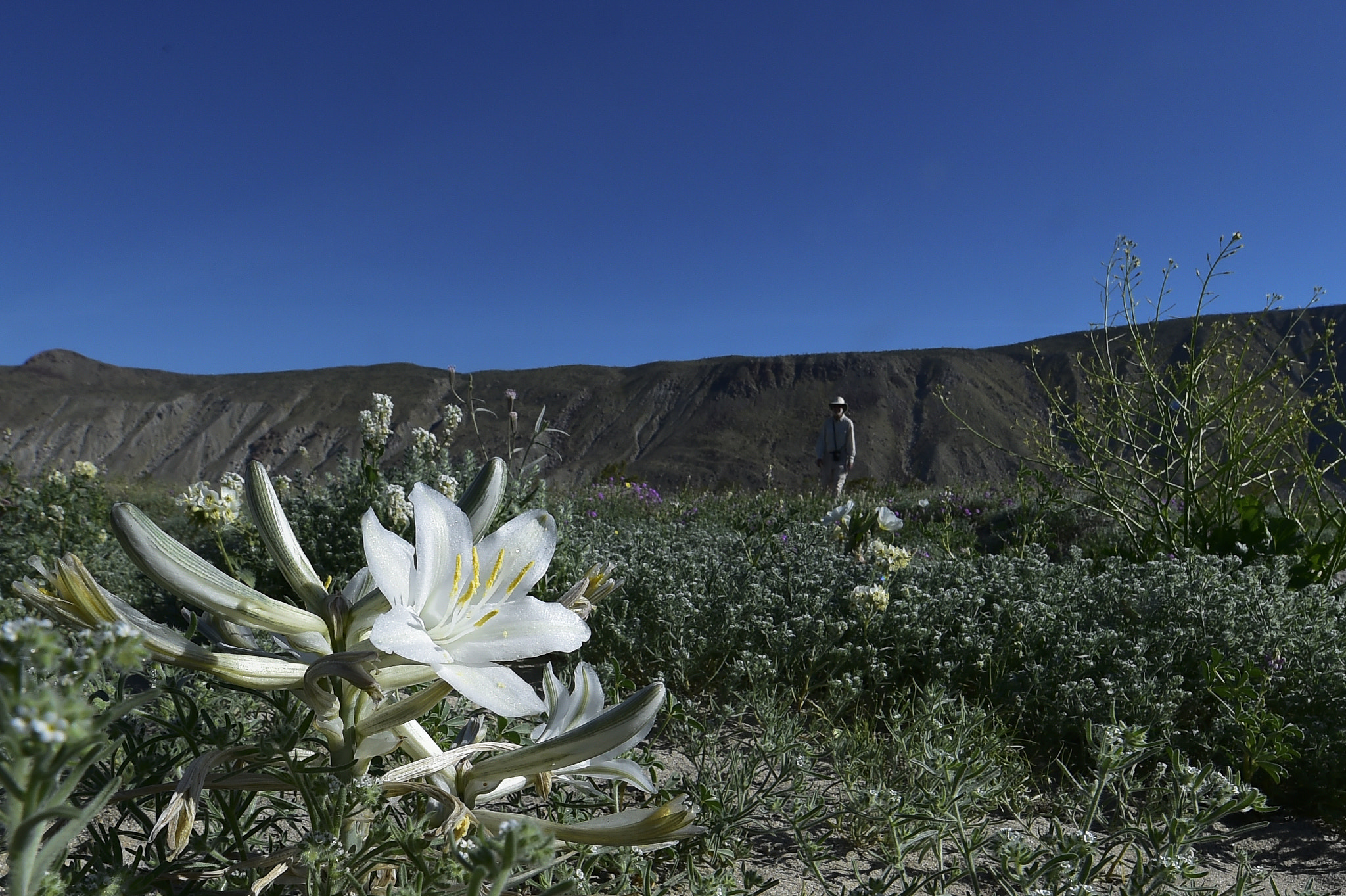 Nikon AF-S Nikkor 14-24mm F2.8G ED sample photo. Borrego flowers photography