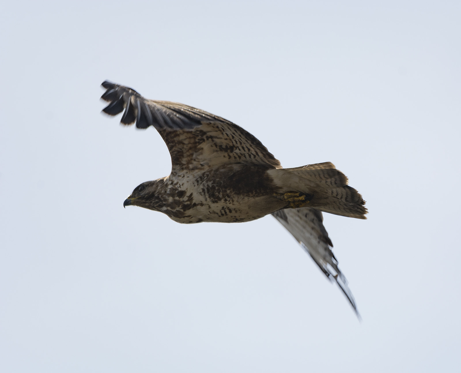 Sigma 150-500mm F5-6.3 DG OS HSM sample photo. Hungry hunting in hungary photography