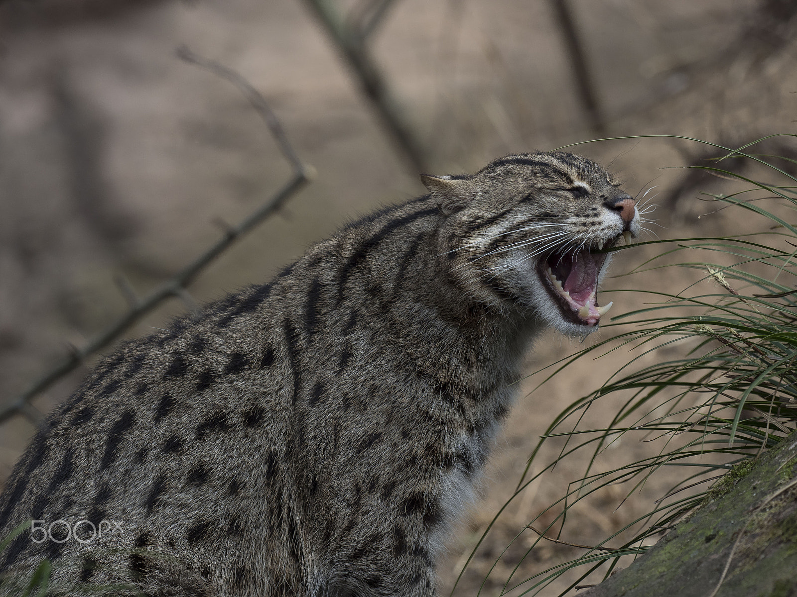 Olympus OM-D E-M1 Mark II + OLYMPUS M.300mm F4.0 sample photo. Fishing cat photography