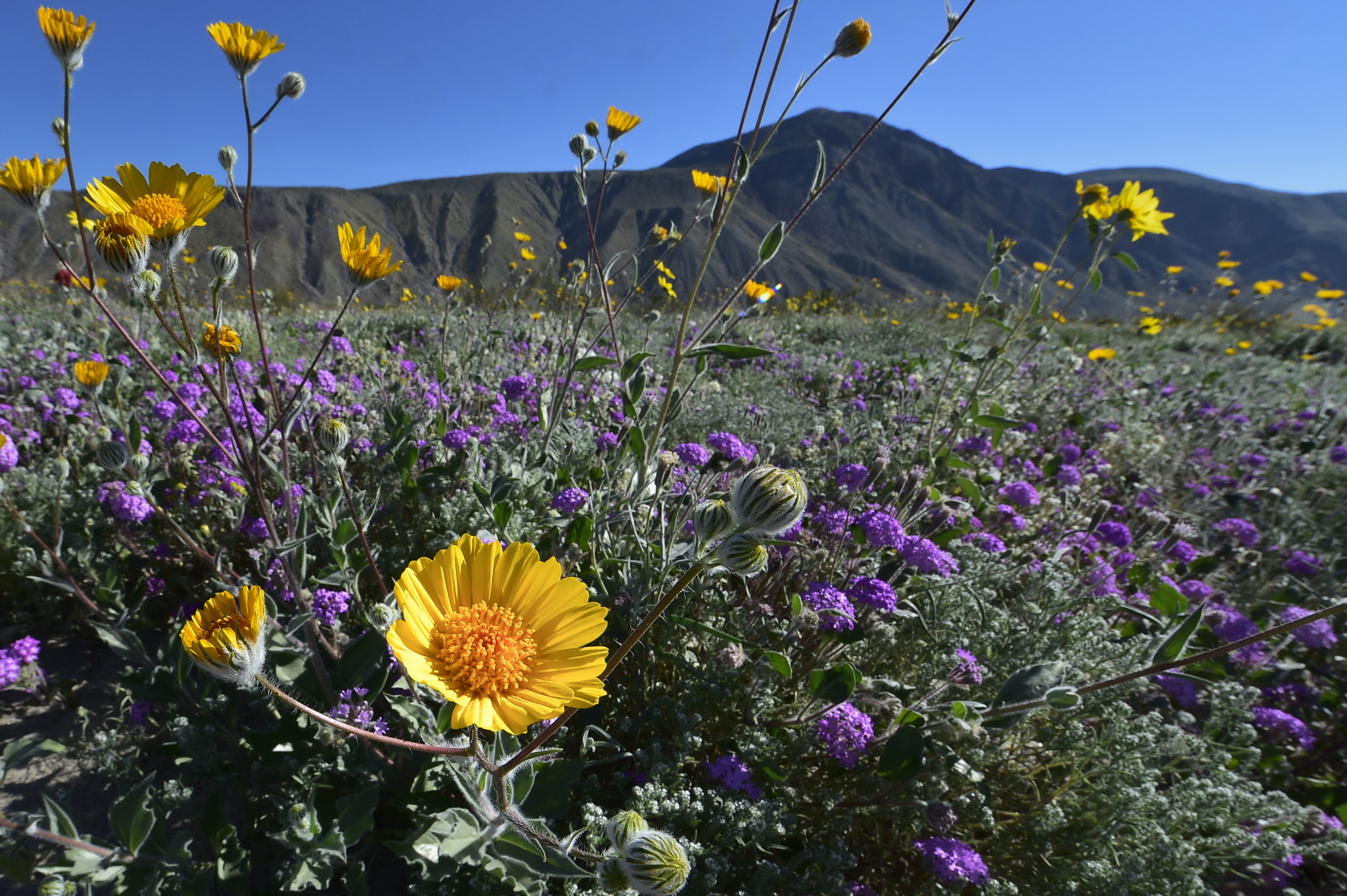 Nikon AF-S Nikkor 14-24mm F2.8G ED sample photo. Borrego flowers photography