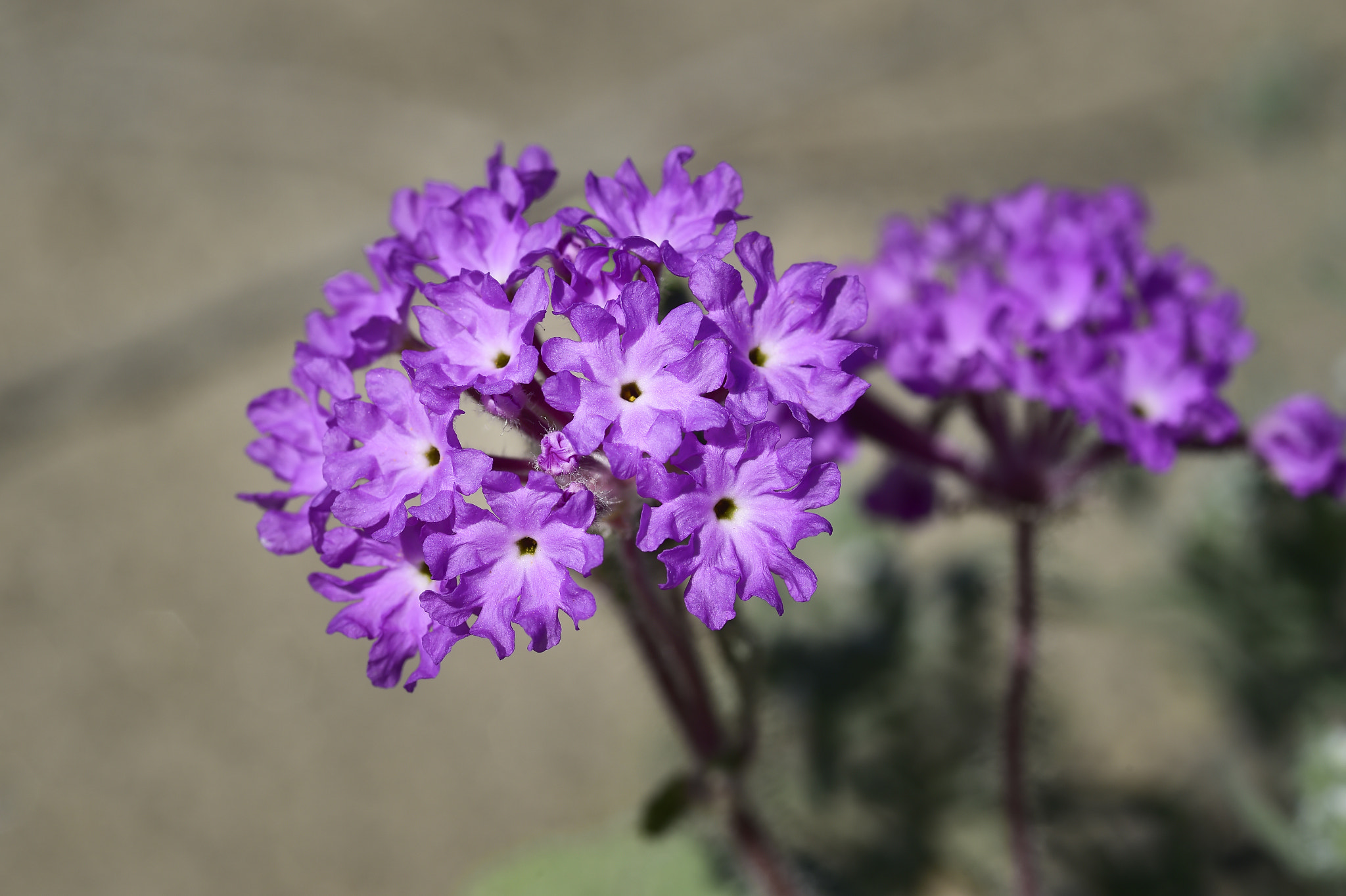 Nikon AF-S Micro-Nikkor 105mm F2.8G IF-ED VR sample photo. Borrego flowers photography