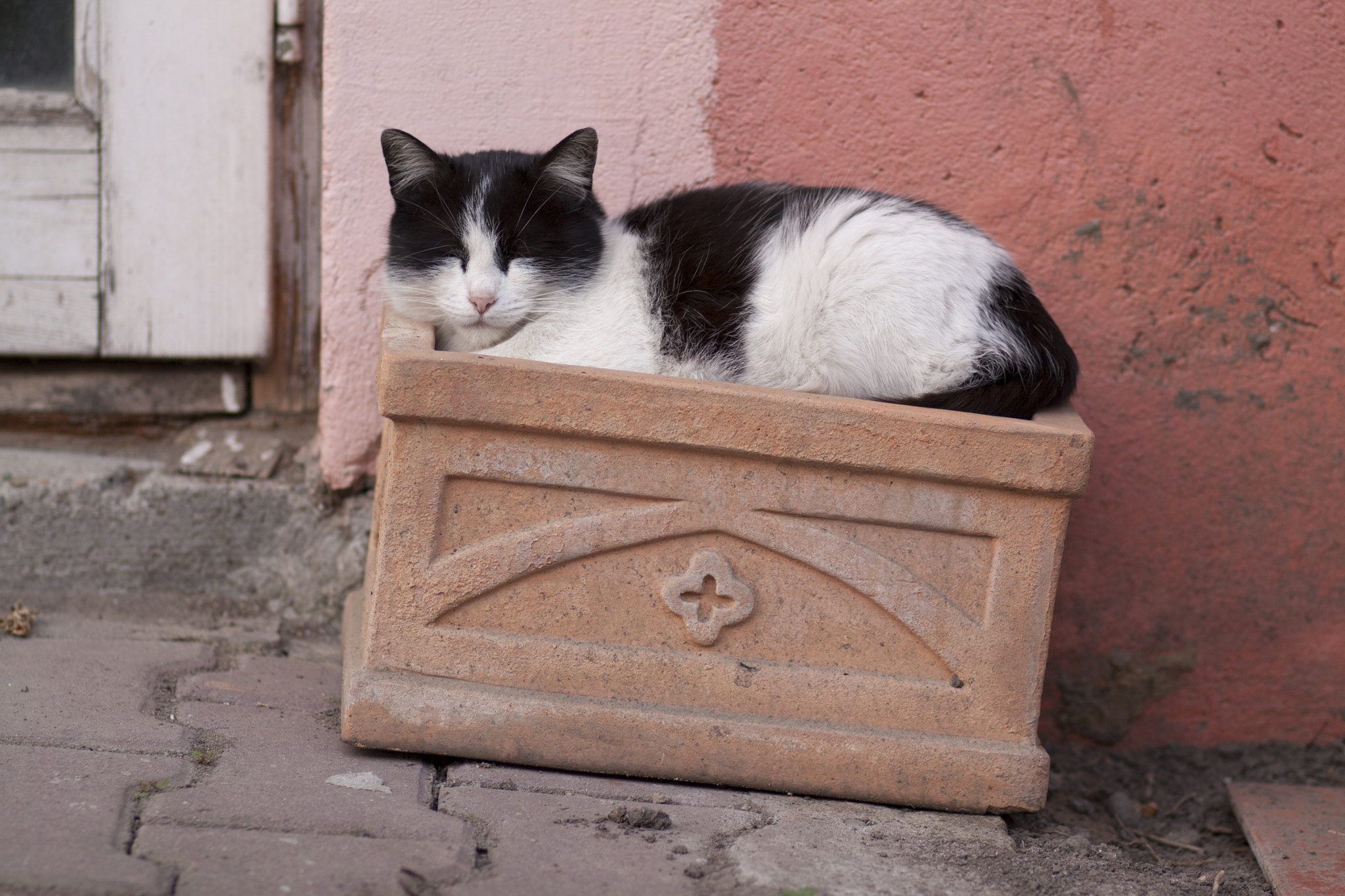 Canon EOS 50D + Canon EF 85mm F1.8 USM sample photo. Cat display of power photography