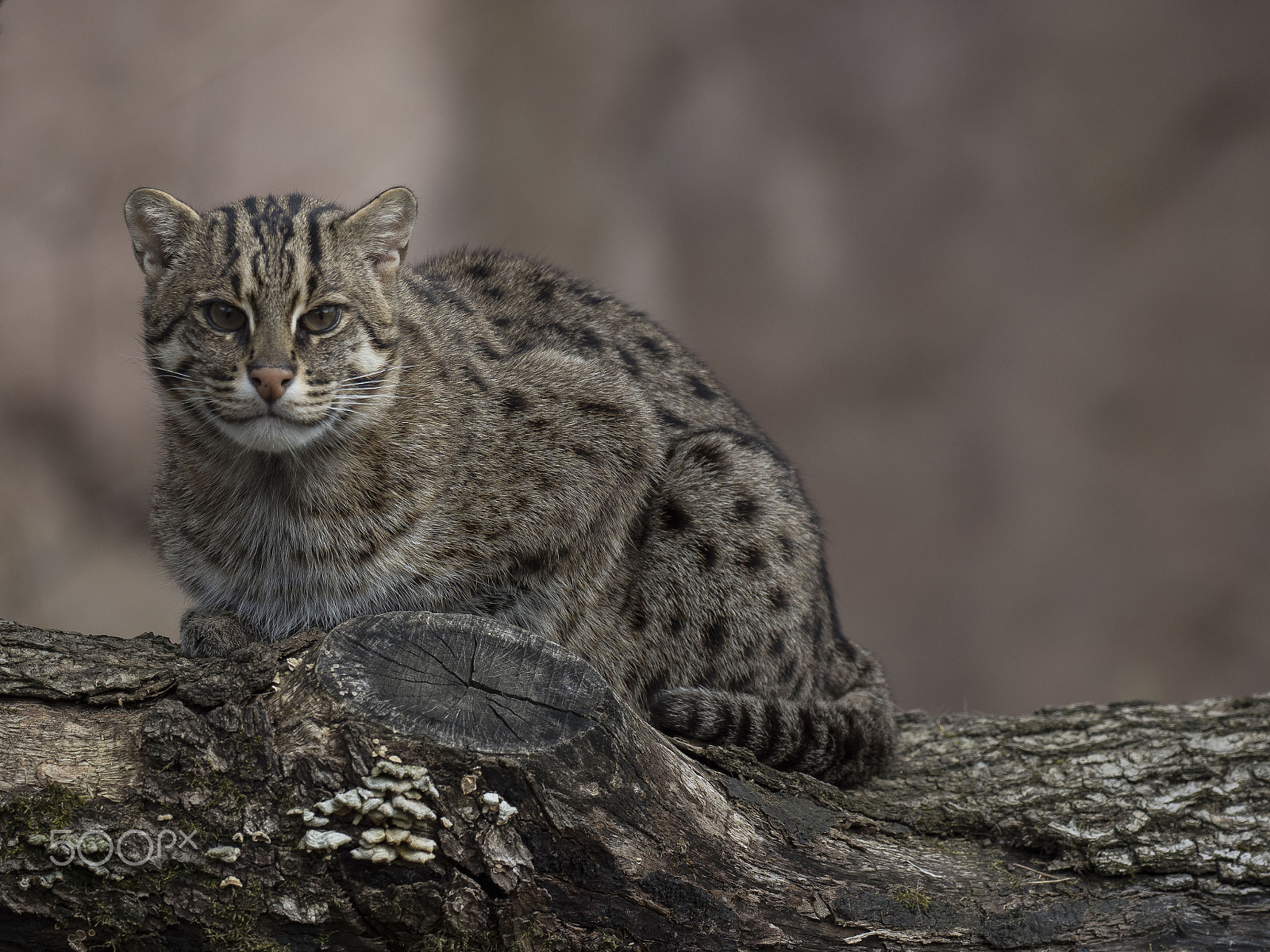 Olympus OM-D E-M1 Mark II + OLYMPUS M.300mm F4.0 sample photo. Fishing cat photography