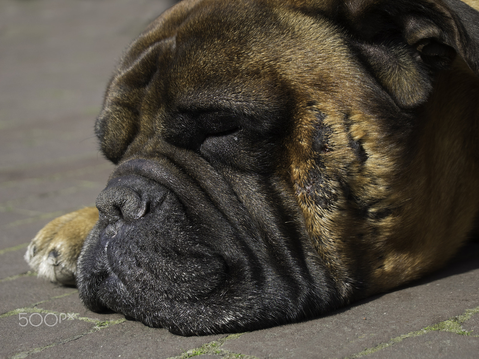 Olympus OM-D E-M1 sample photo. Sleeping bulldog photography