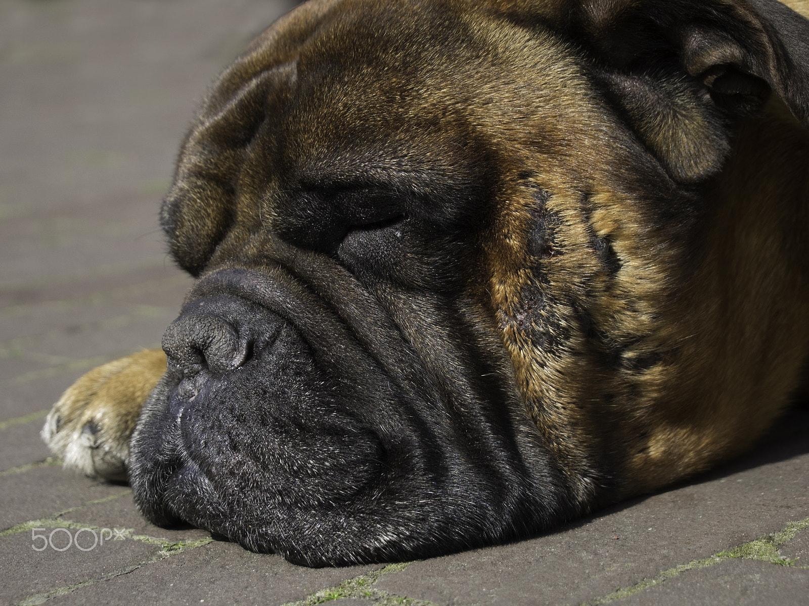 Tamron 14-150mm F3.5-5.8 Di III sample photo. Sleeping bulldog photography