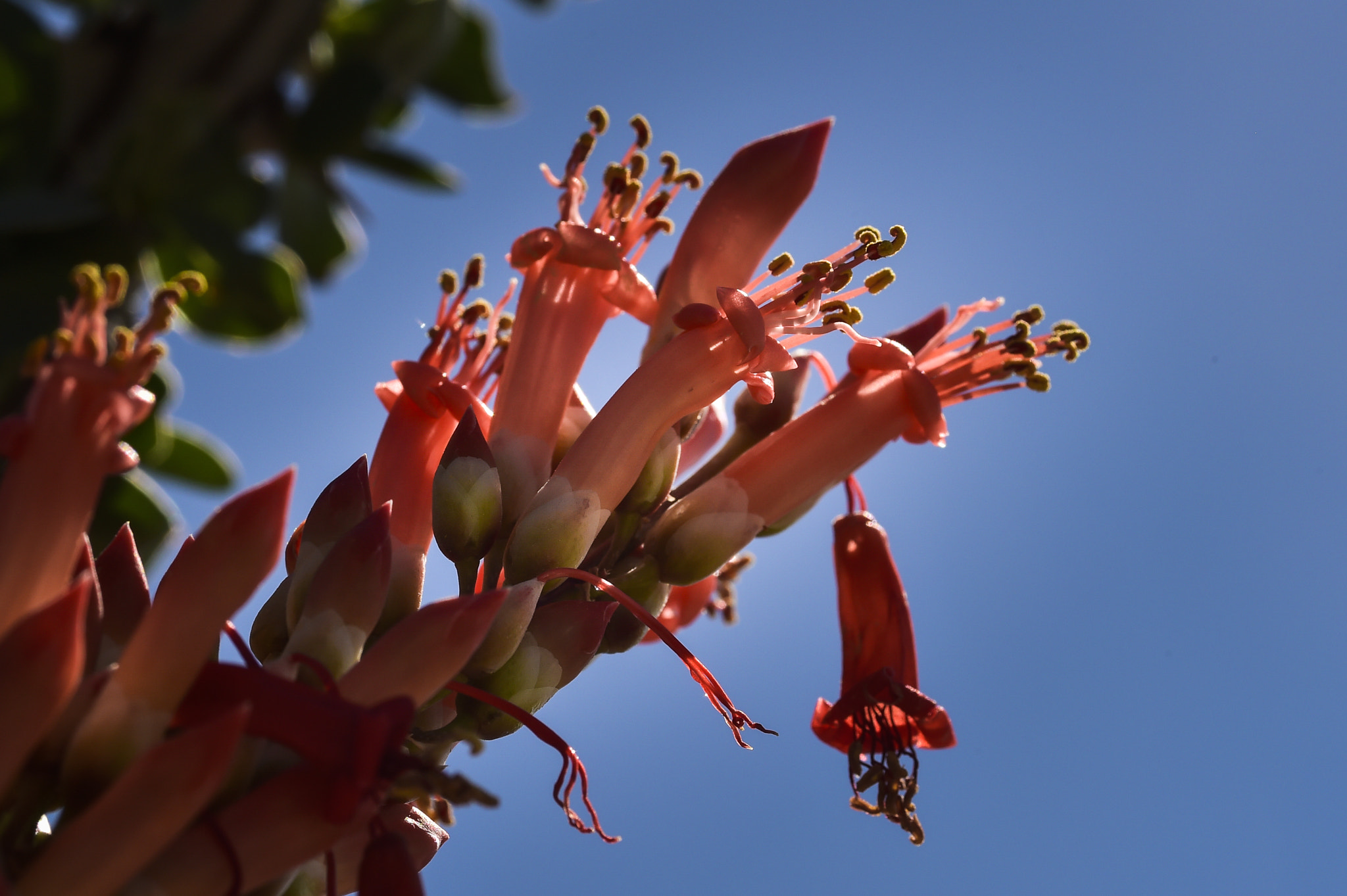 Nikon AF-S Micro-Nikkor 105mm F2.8G IF-ED VR sample photo. Borrego flowers photography