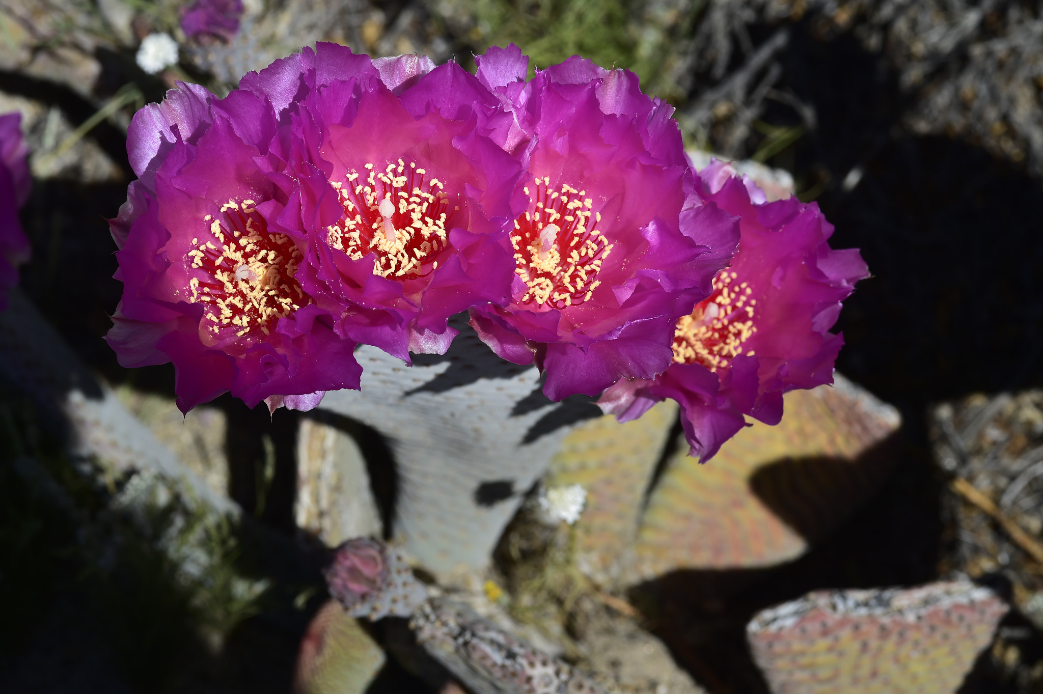 Nikon AF-S Micro-Nikkor 105mm F2.8G IF-ED VR sample photo. Borrego flowers photography