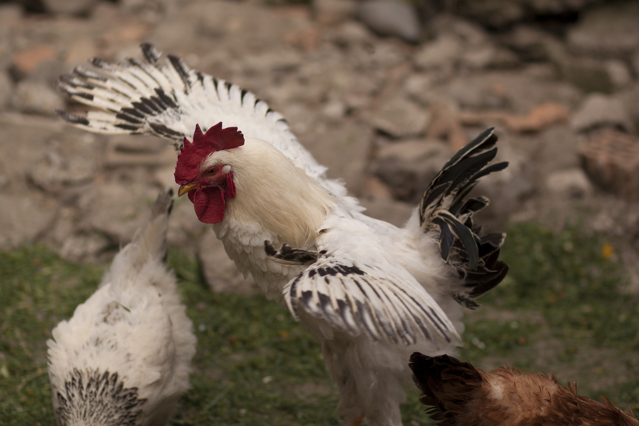 Canon EOS 50D + Canon EF 85mm F1.8 USM sample photo. Rooster display of power photography
